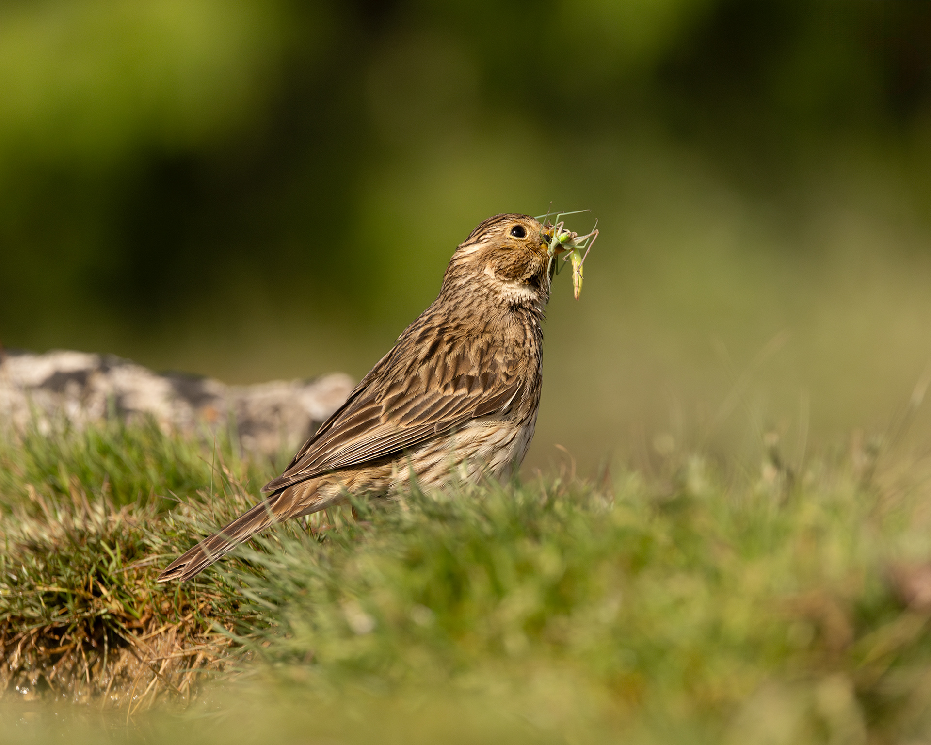 Corn Bunting