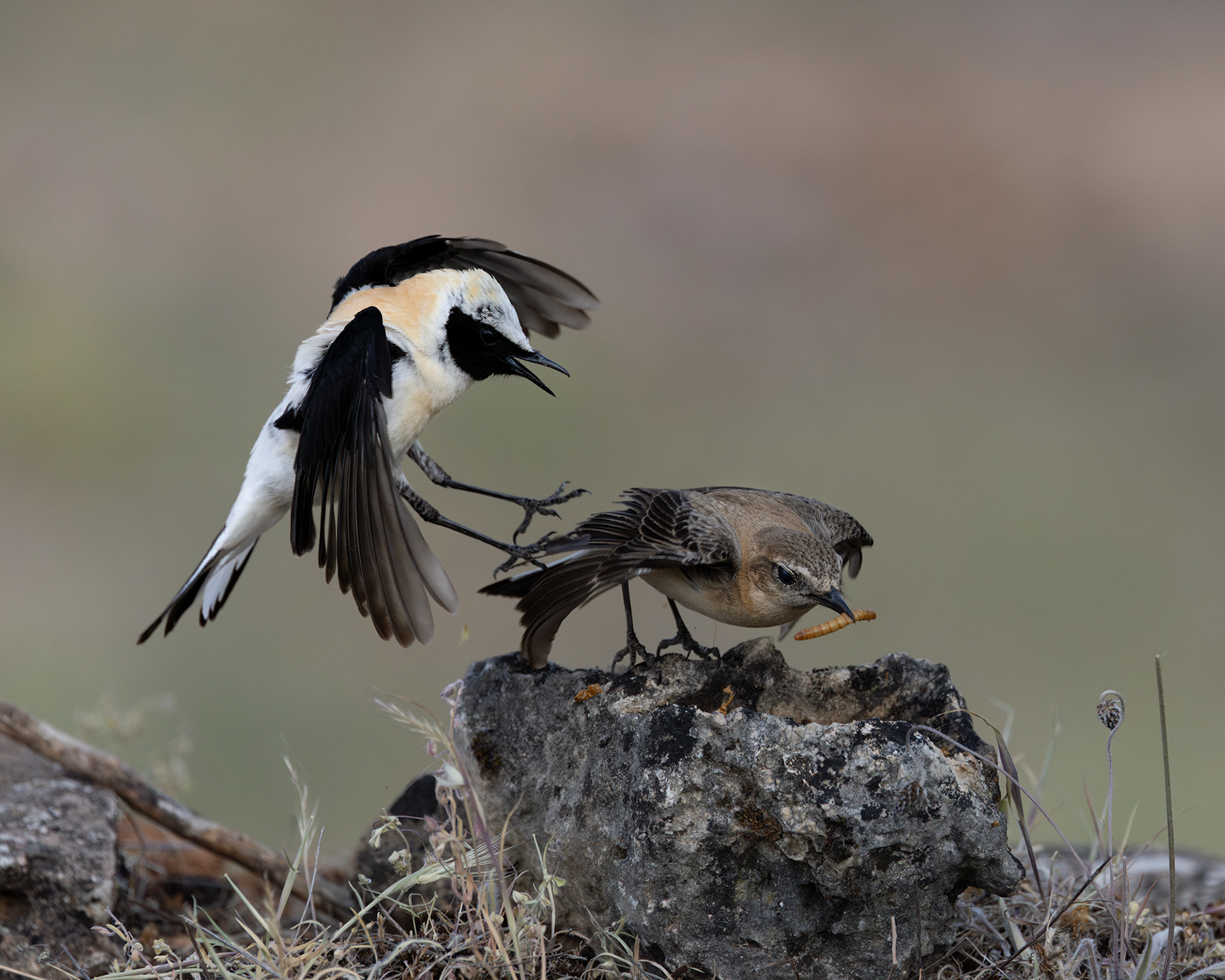 Black-eared Wheatear