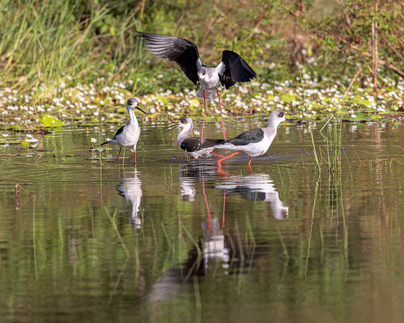 Black-winged Stilt