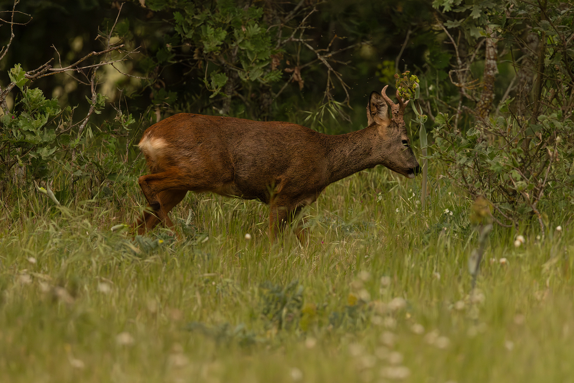 Roe Deer