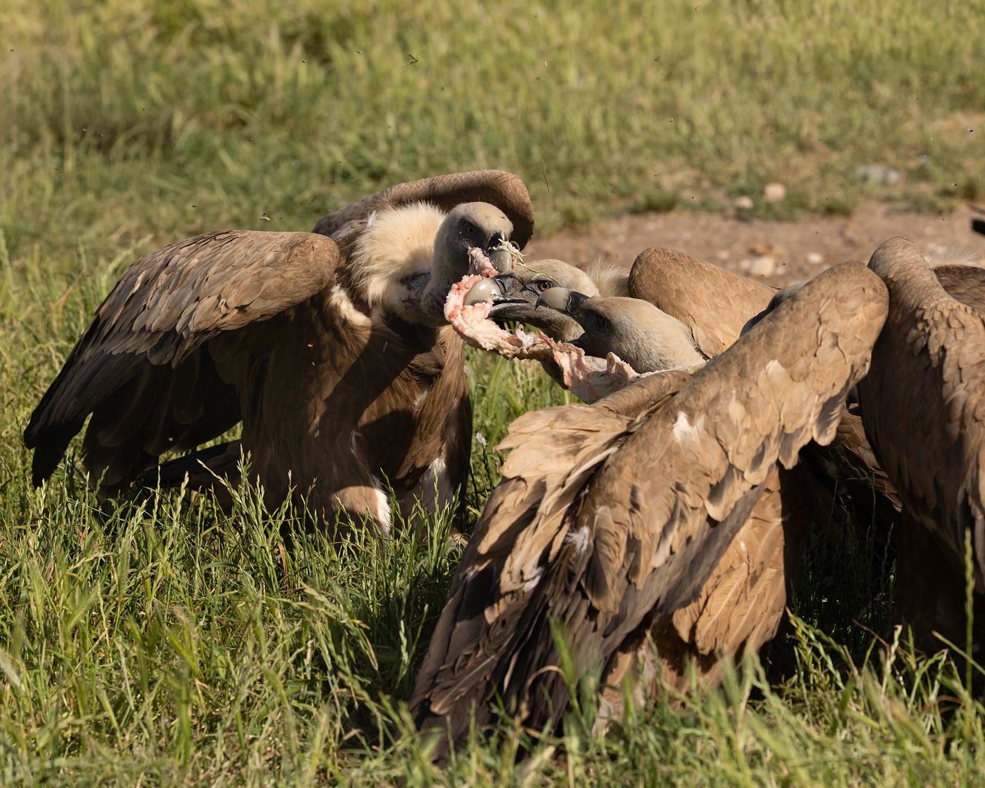 Griffon Vulture