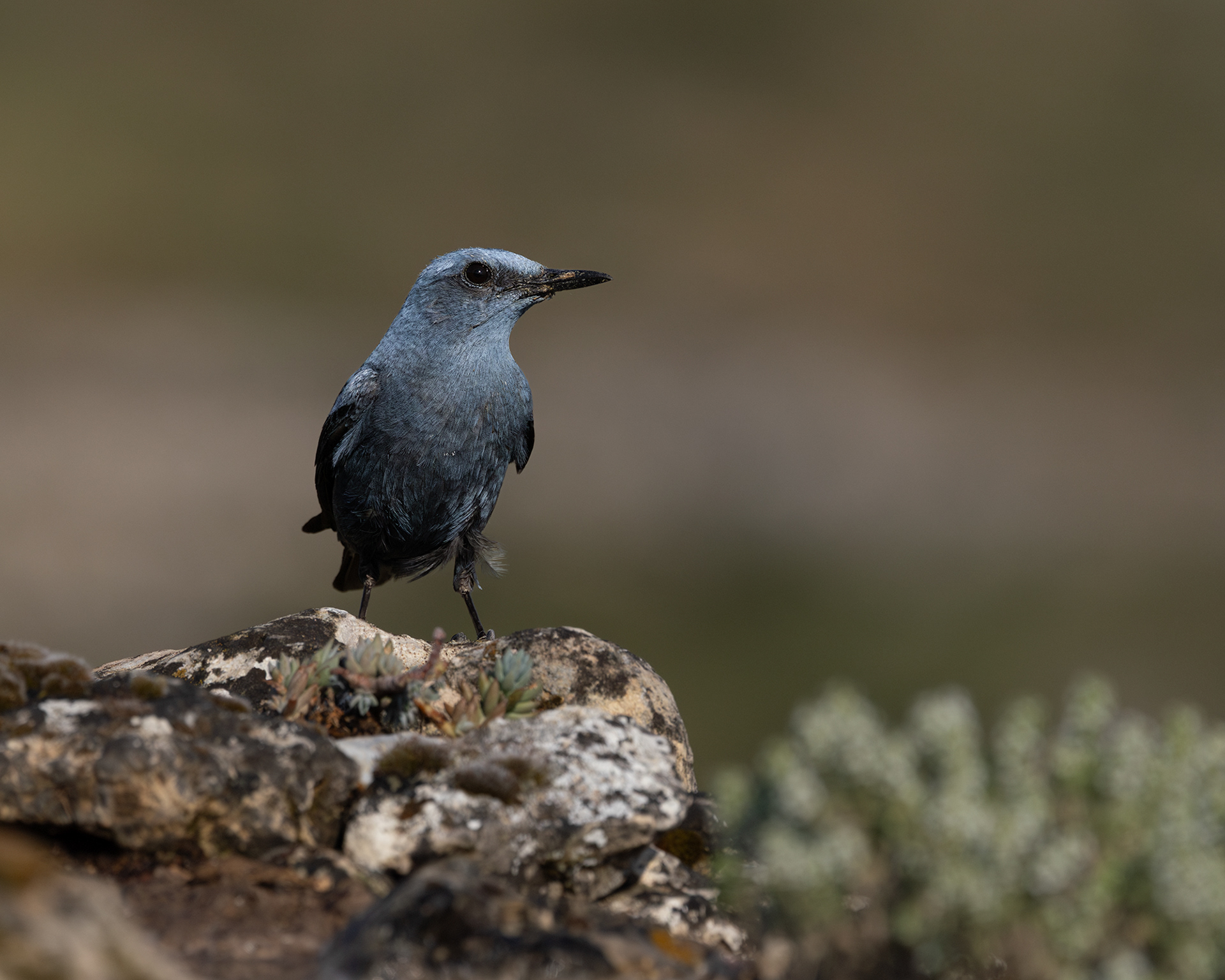 Blue Rock Thrush