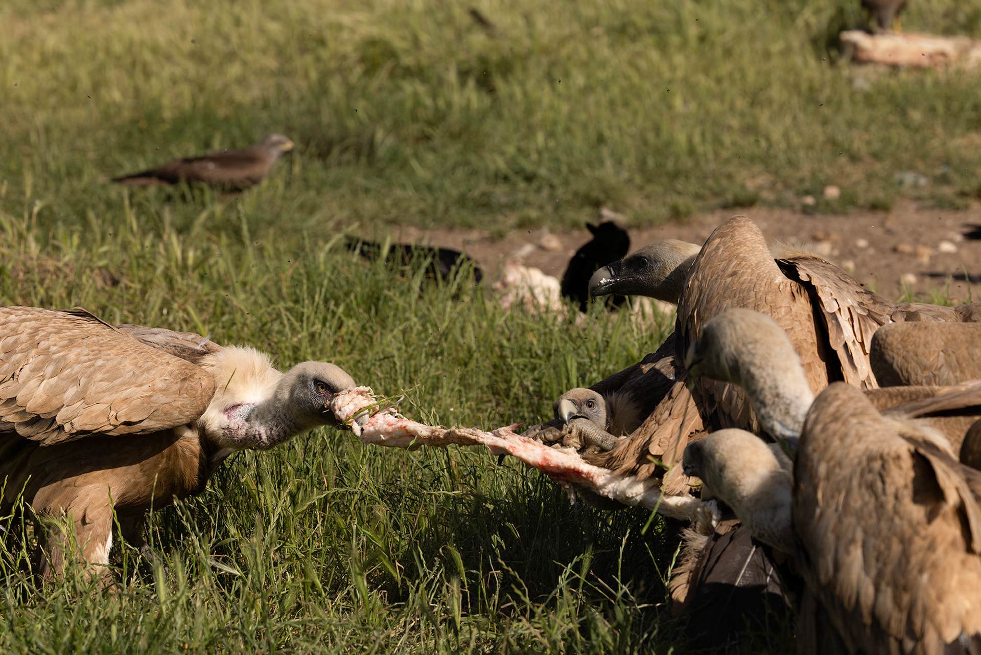 Griffon Vulture