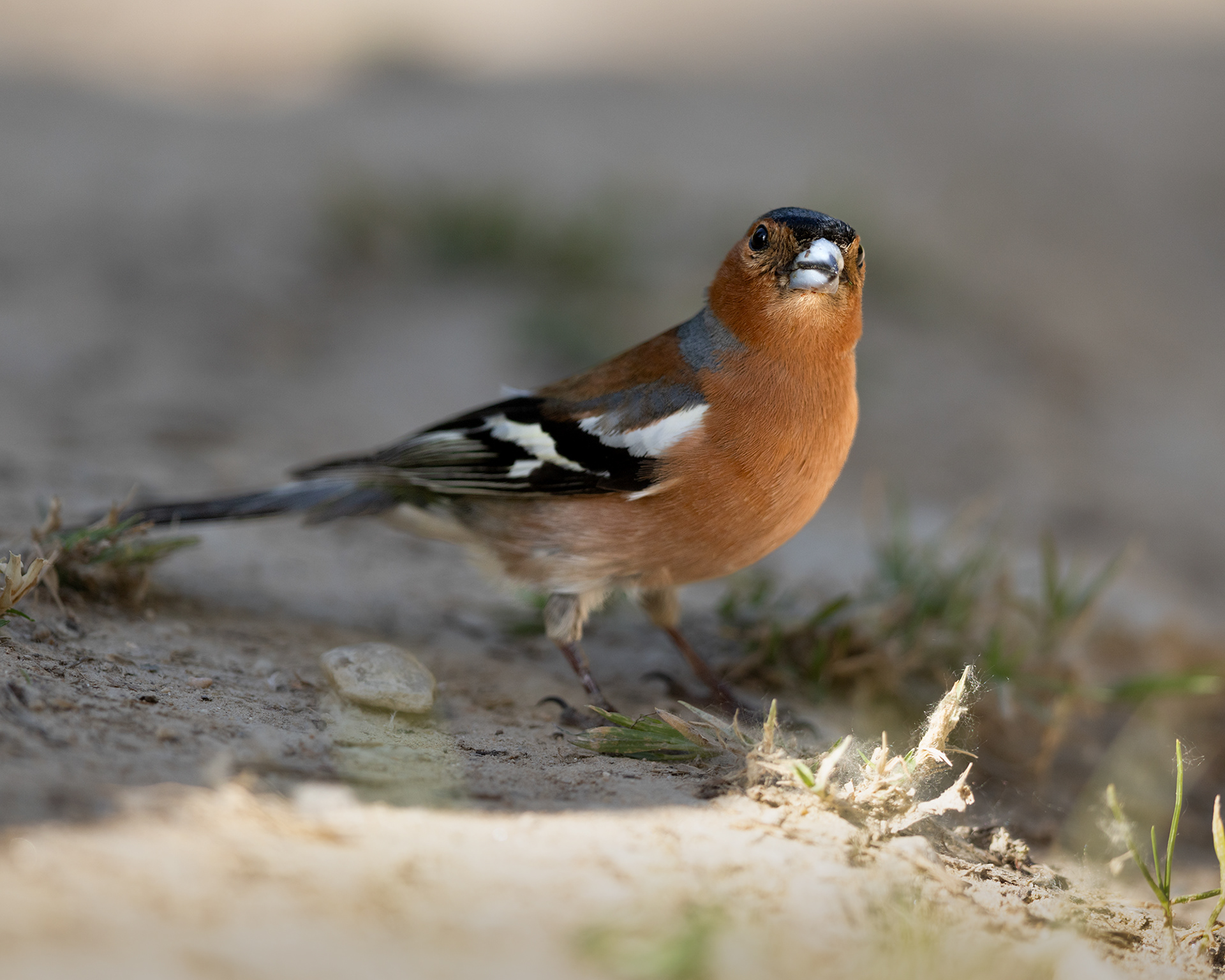 Chaffinch