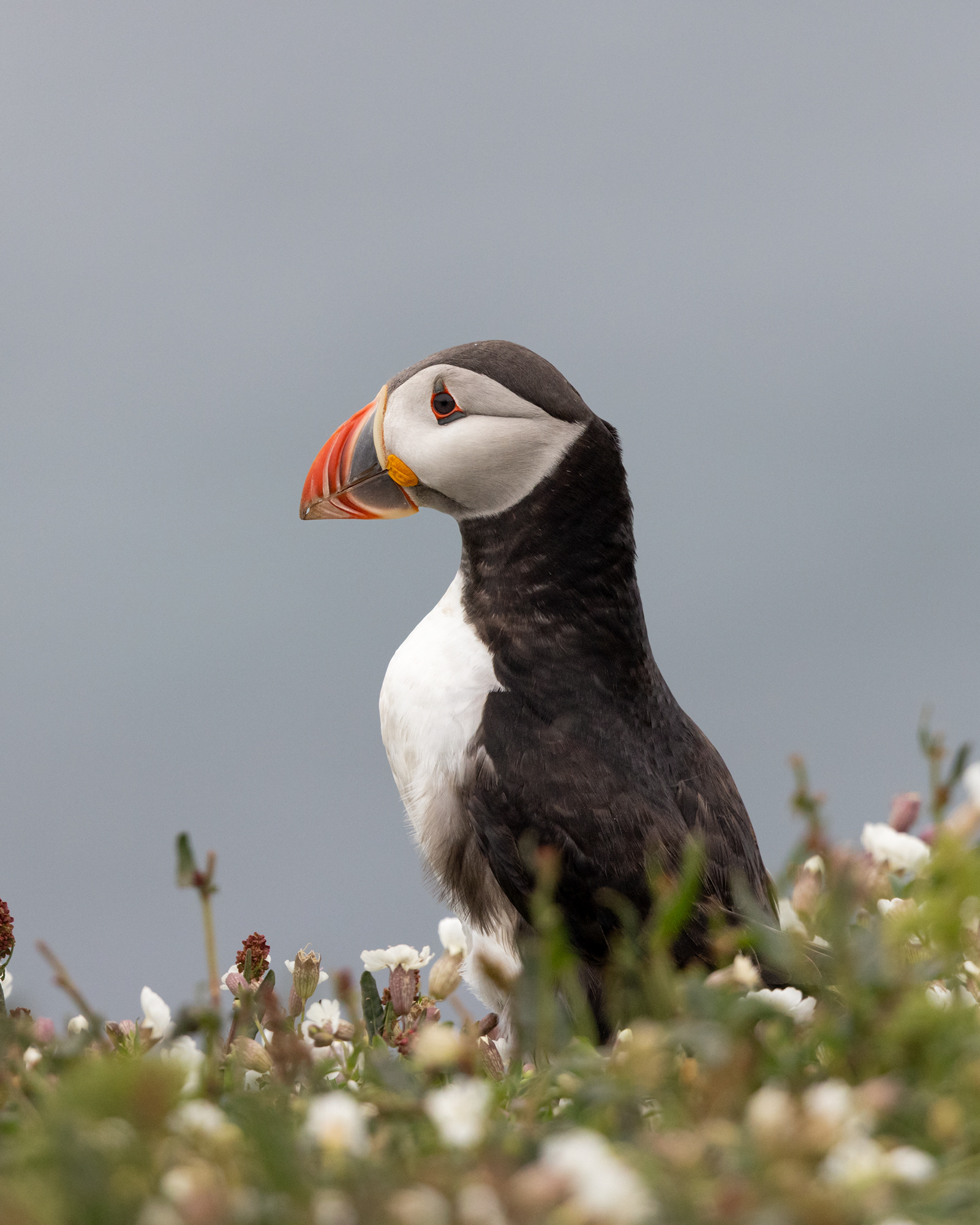 Atlantic Puffin