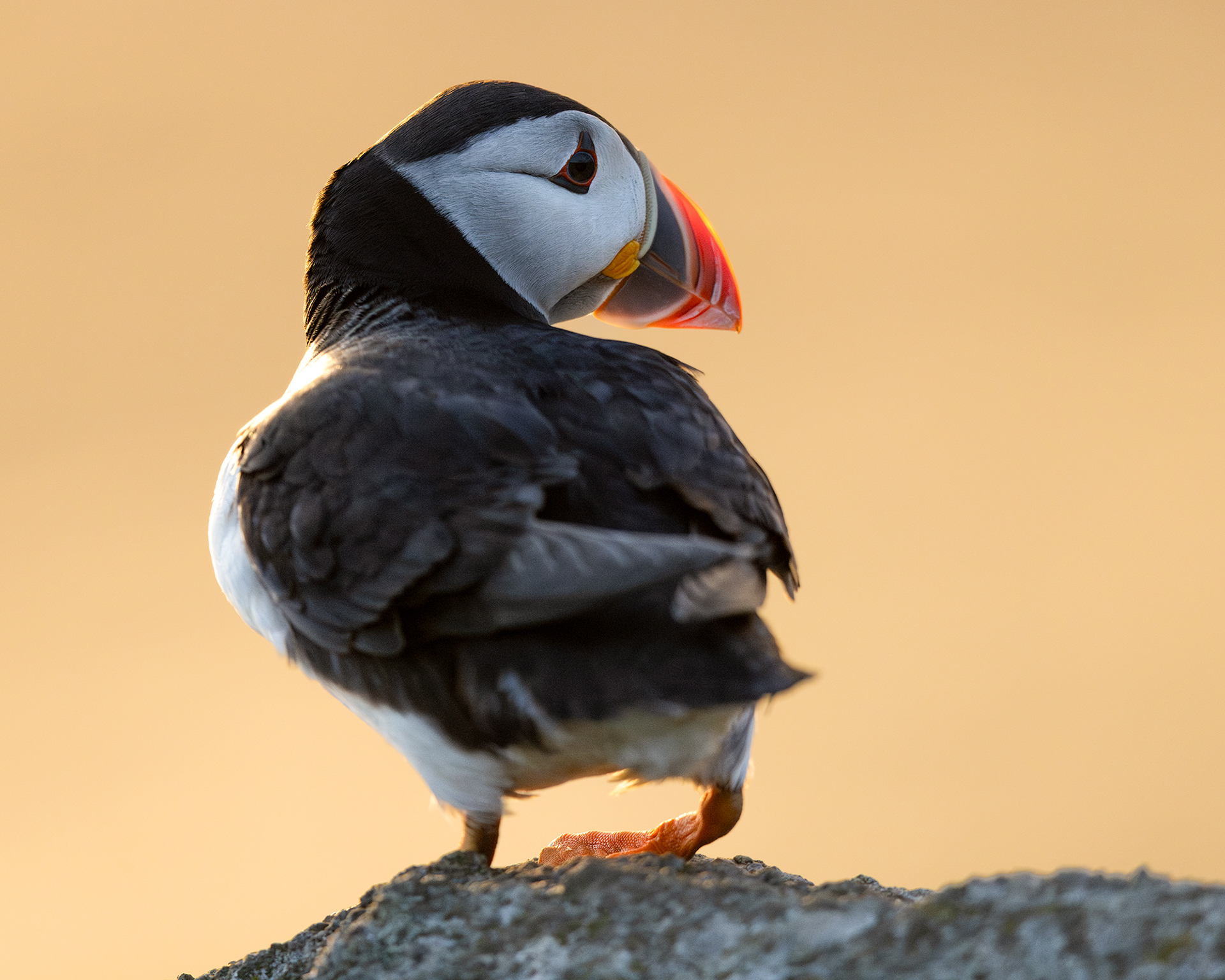 Atlantic Puffin