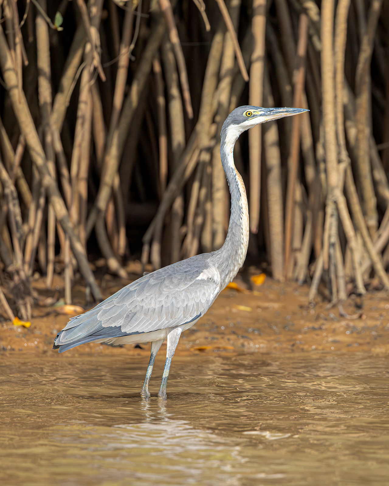 Black-headed Heron