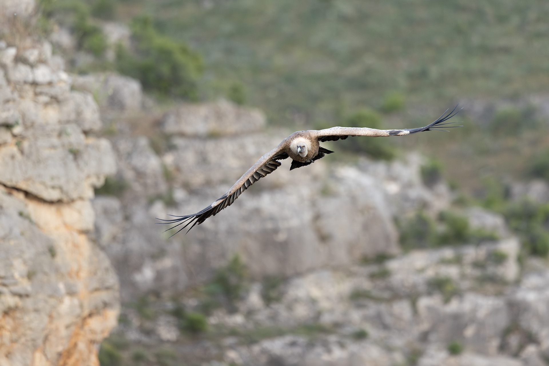 Griffon Vulture
