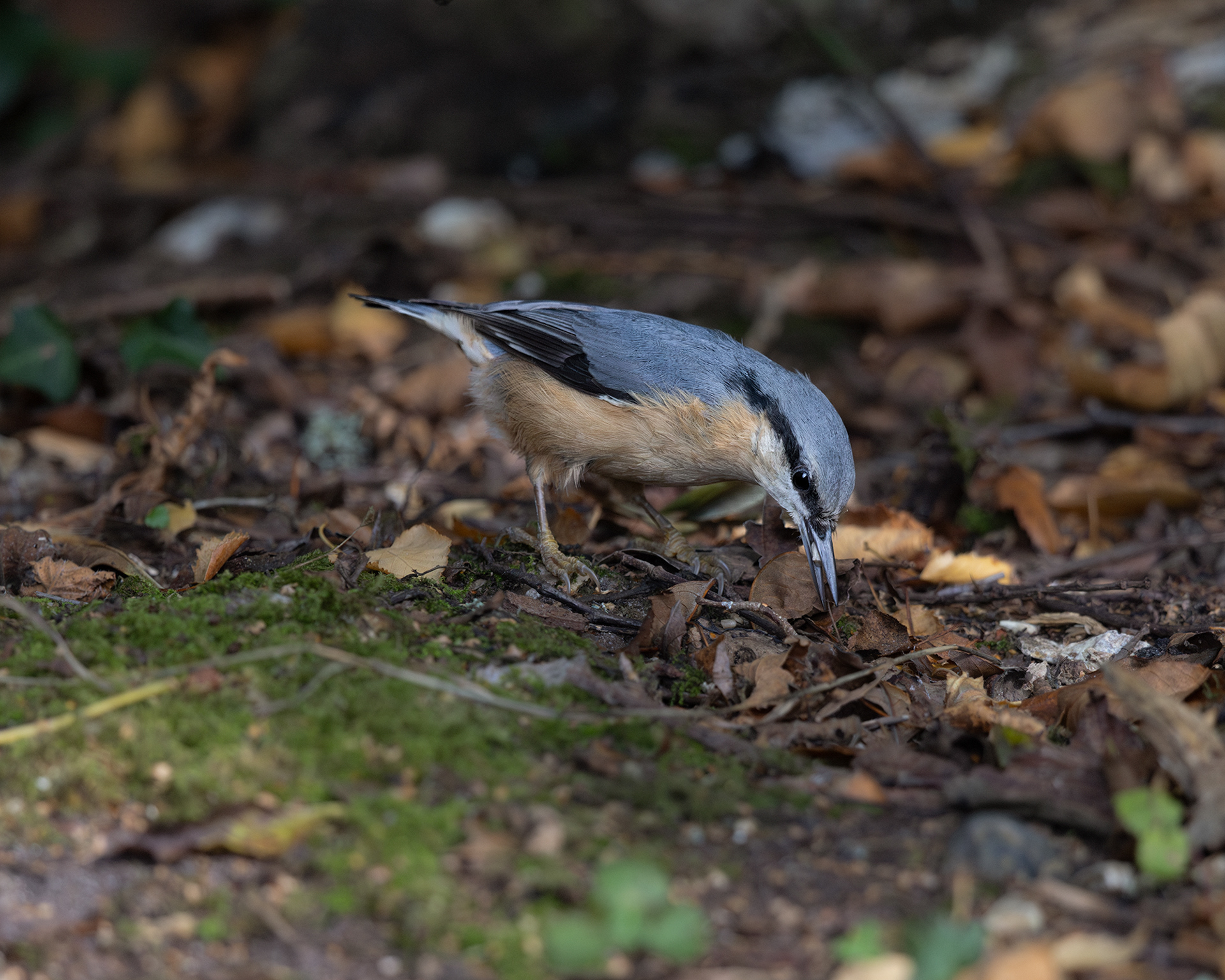 Nuthatch