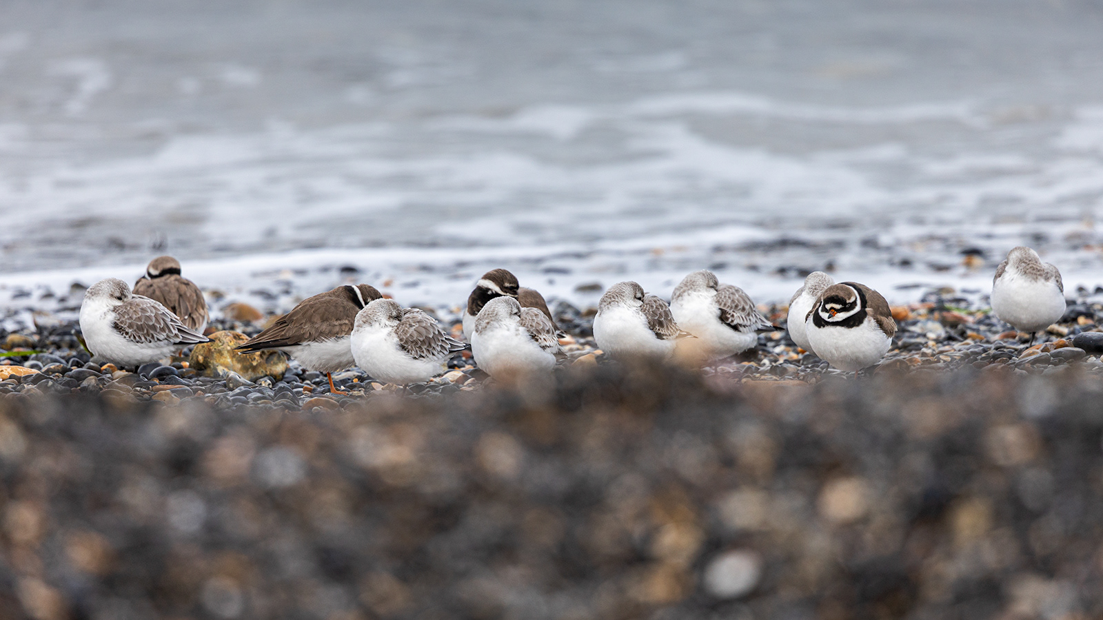 Ringed Plovers and Sanderlings