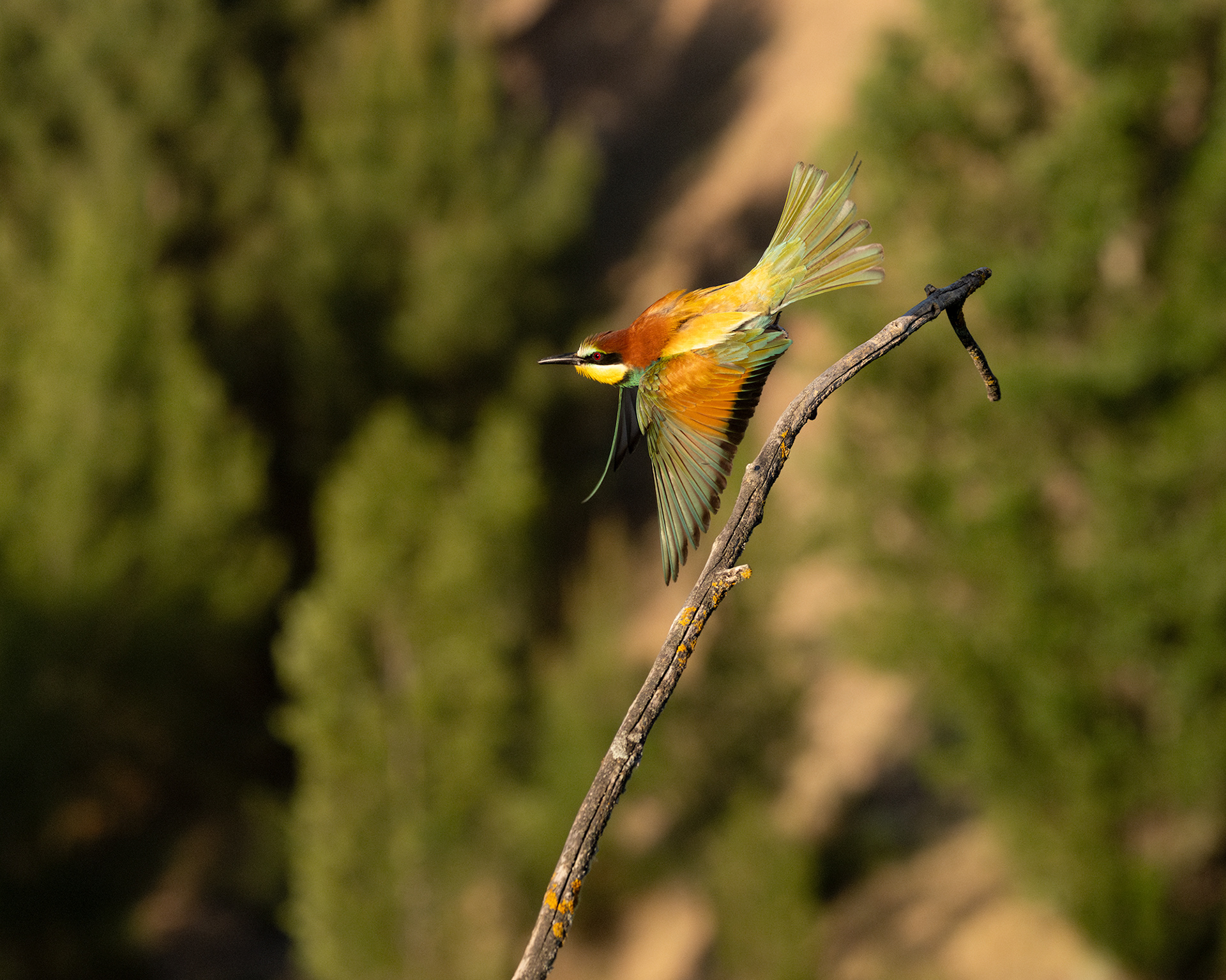European Bee-eater
