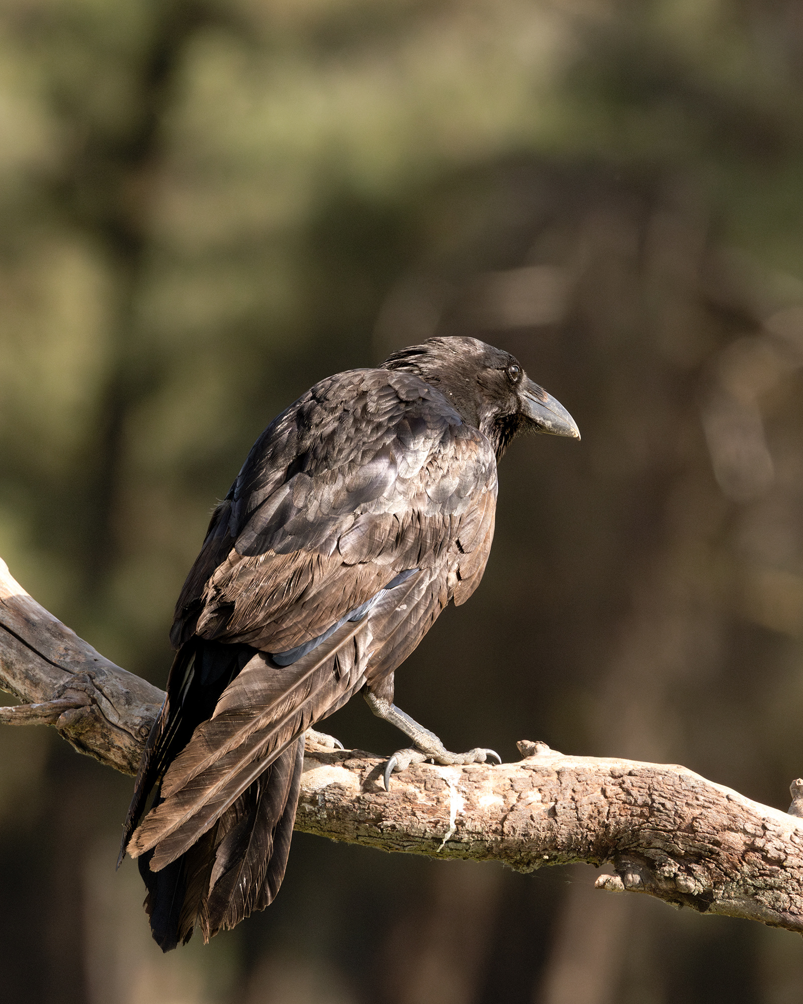 Raven