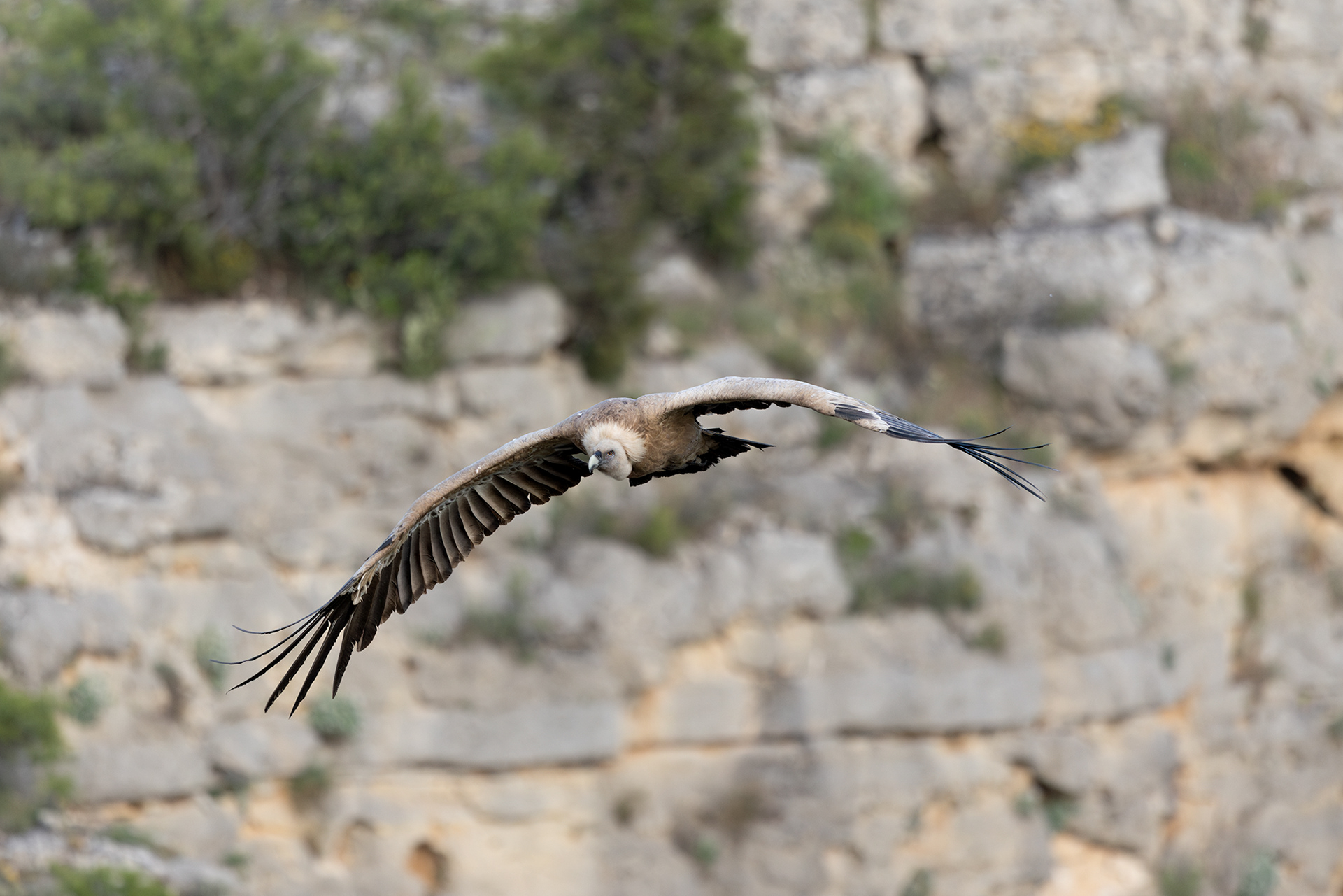 Griffon Vulture
