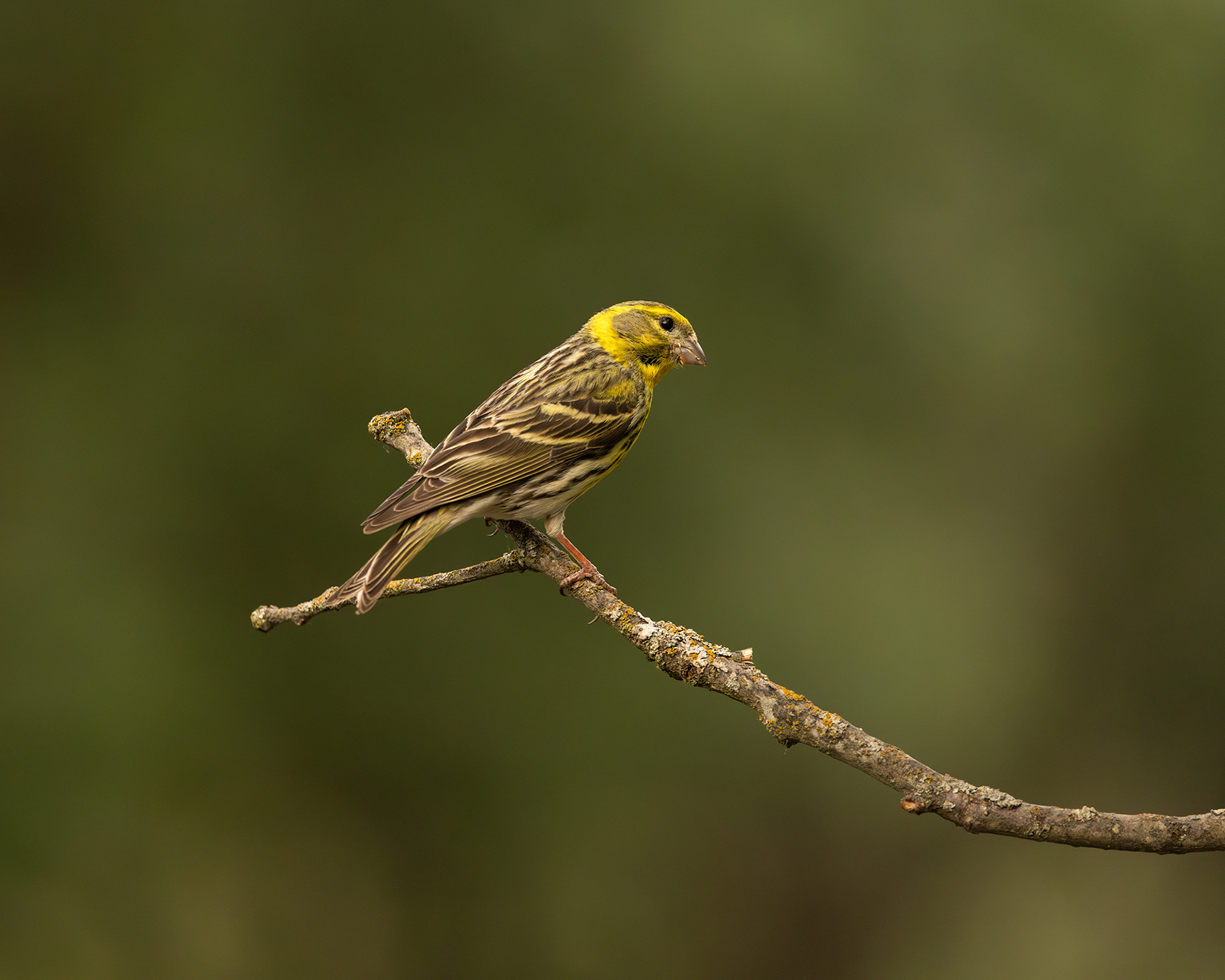 European Serin