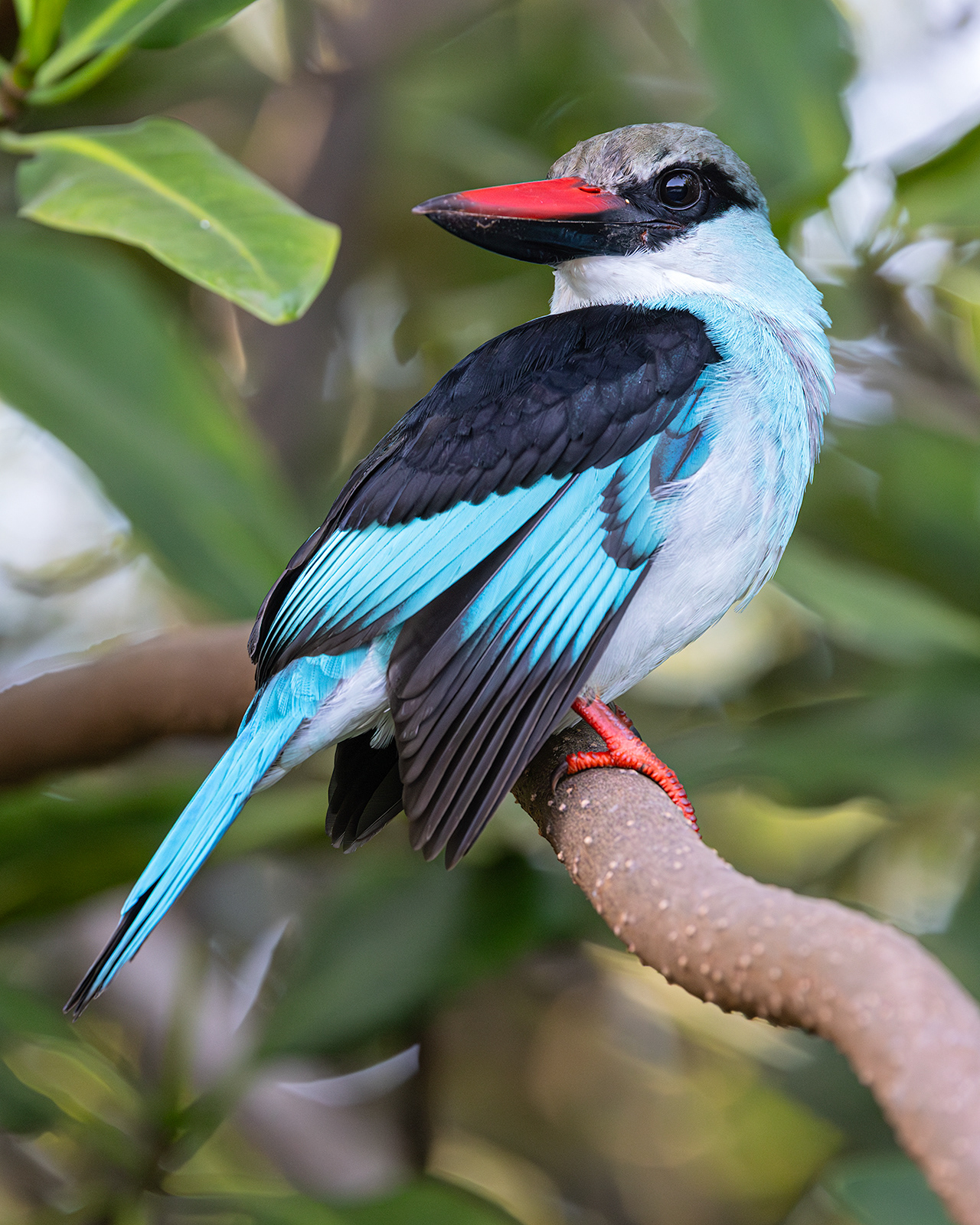 Blue-breasted Kingfisher