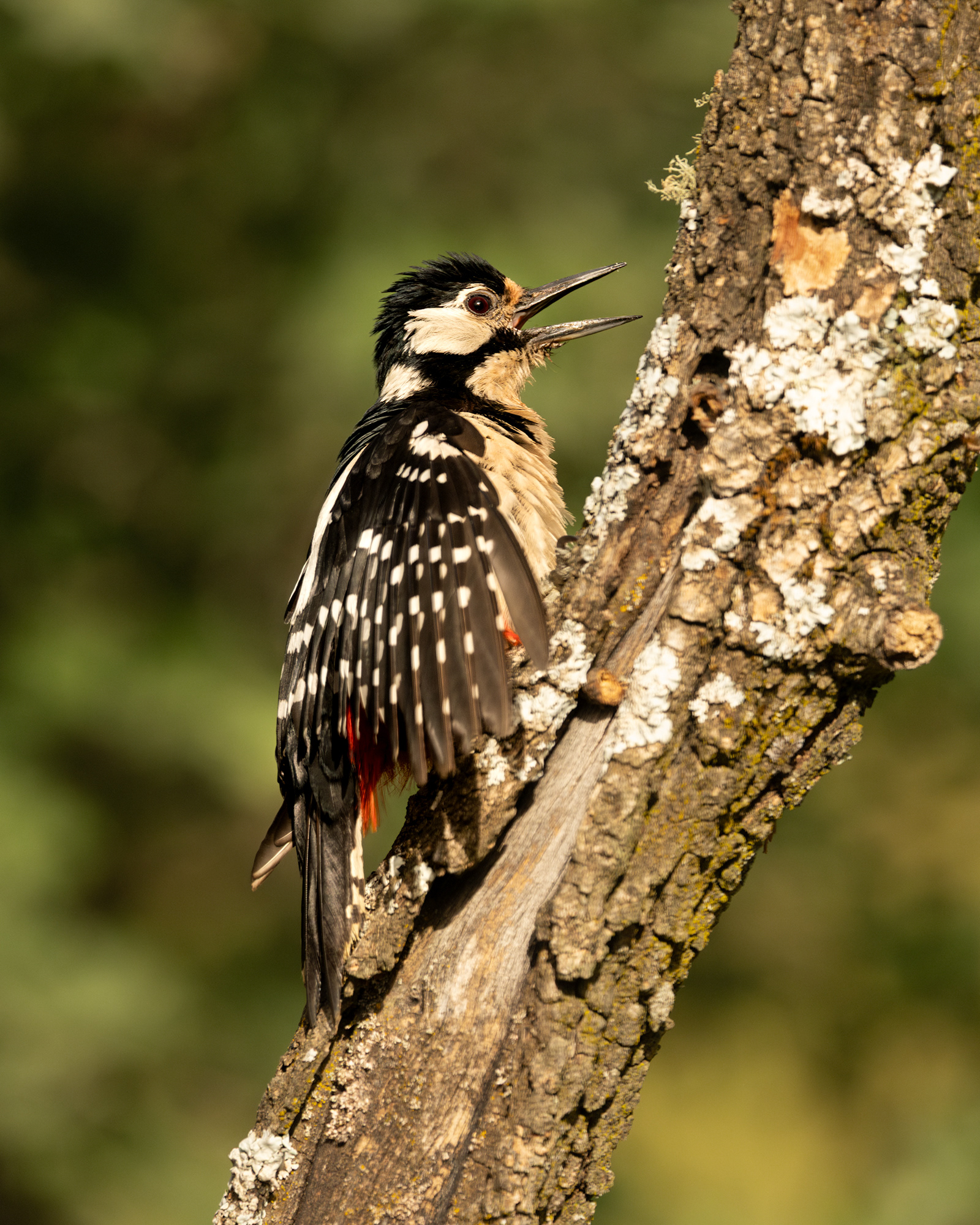 Great Spotted Woodpecker