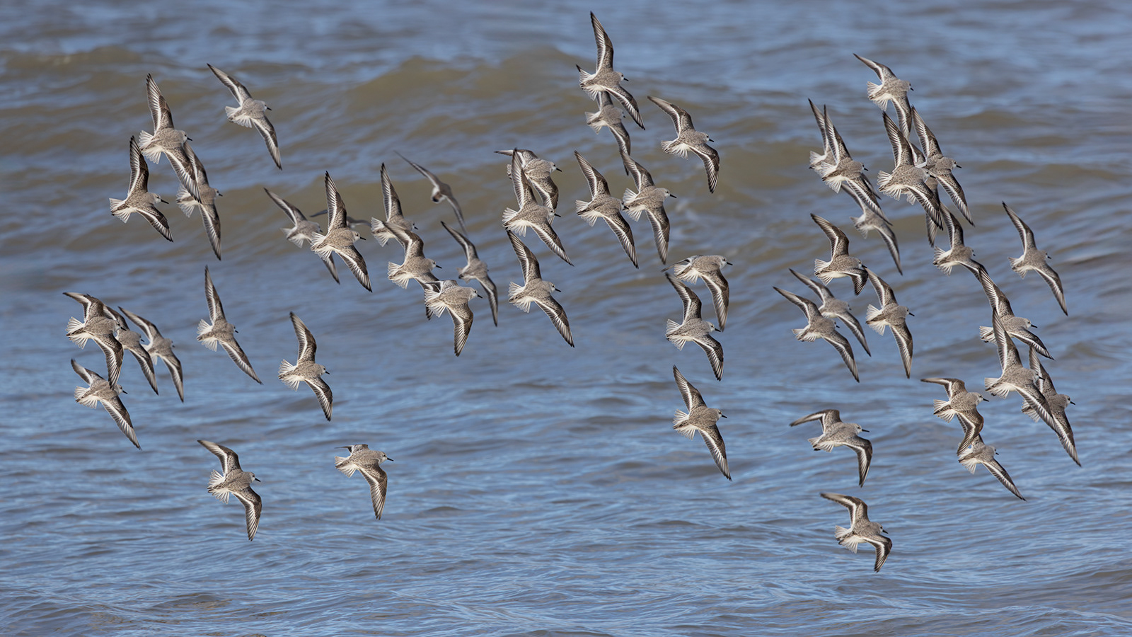 Sanderlings
