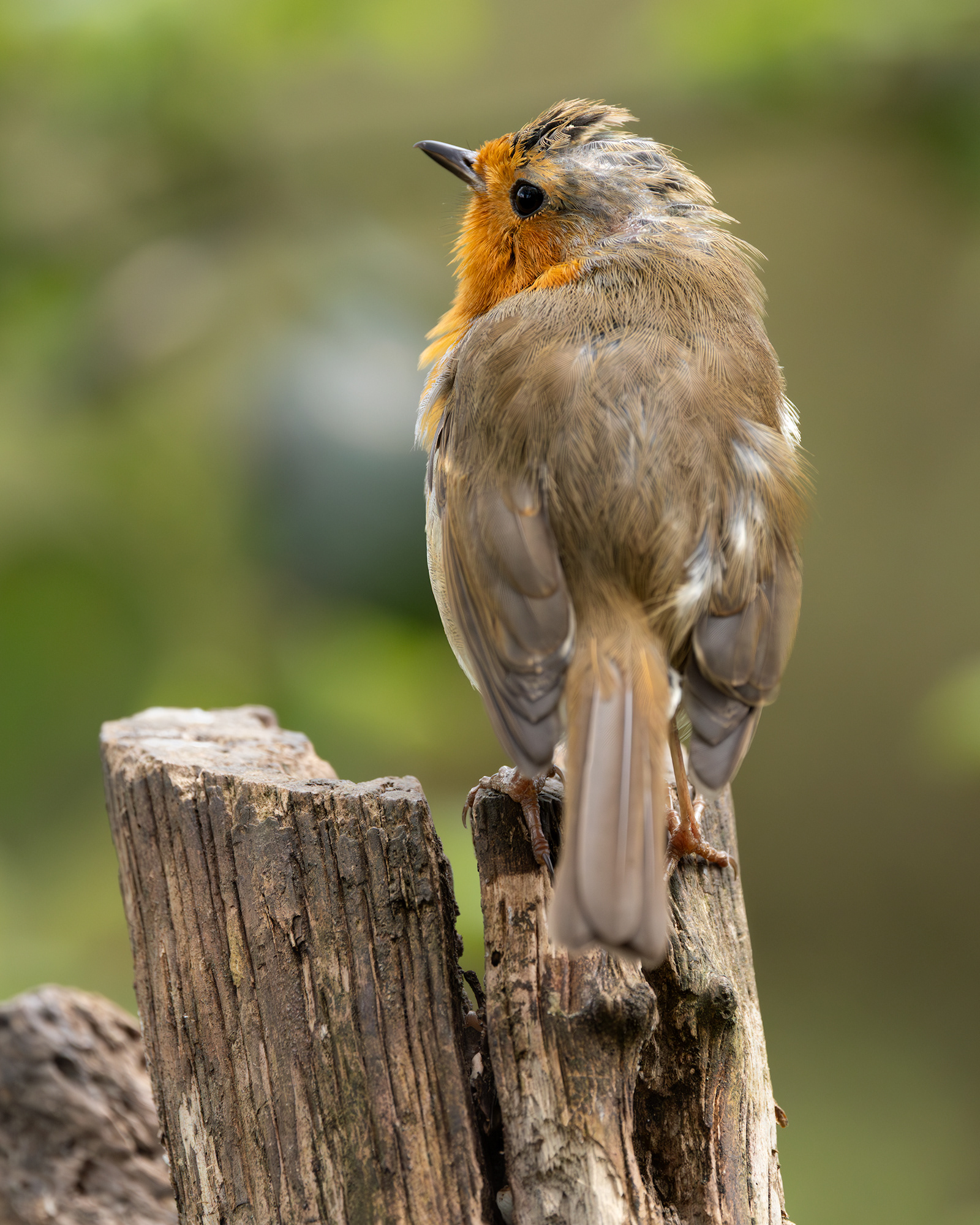 Robin