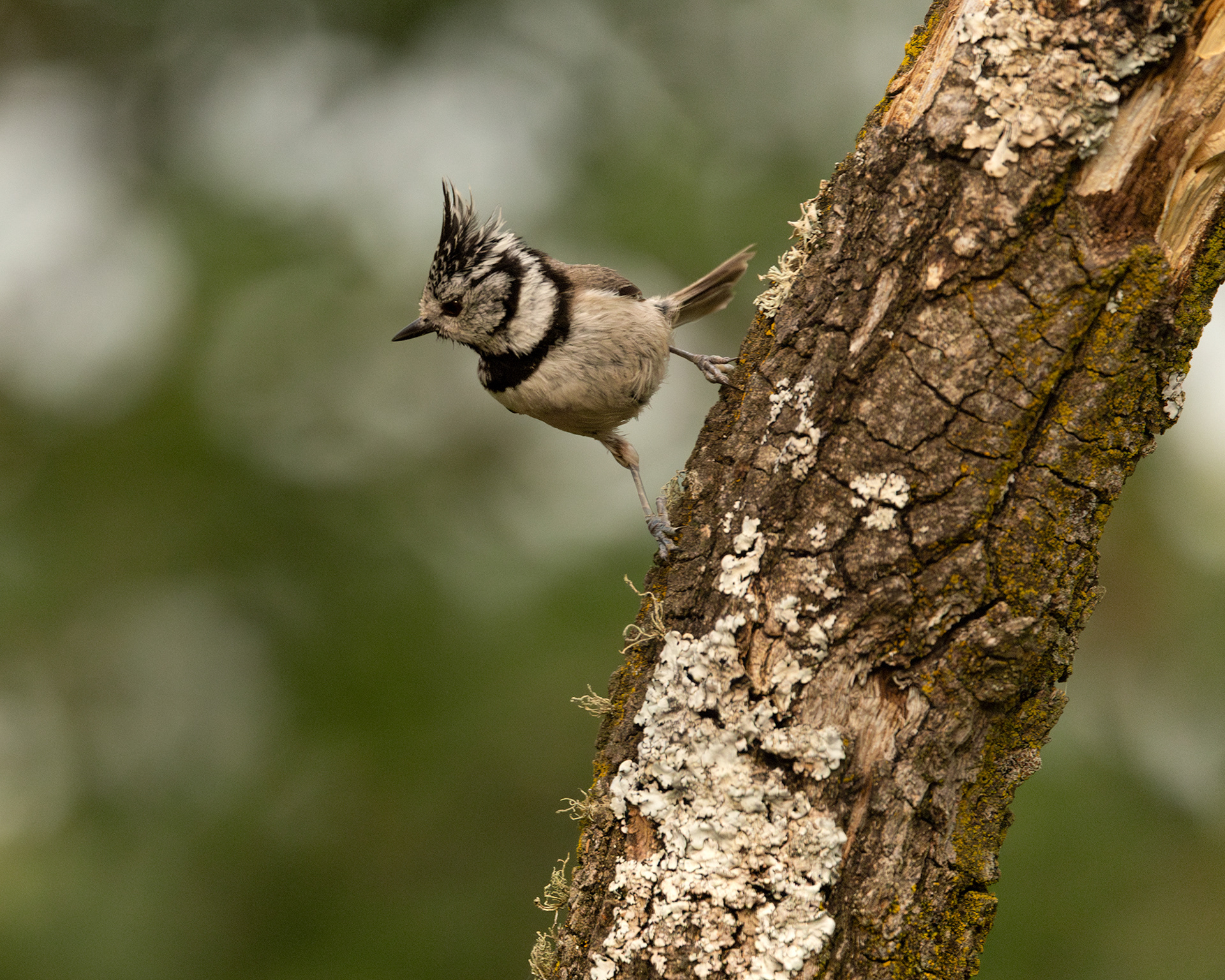 Crested Tit