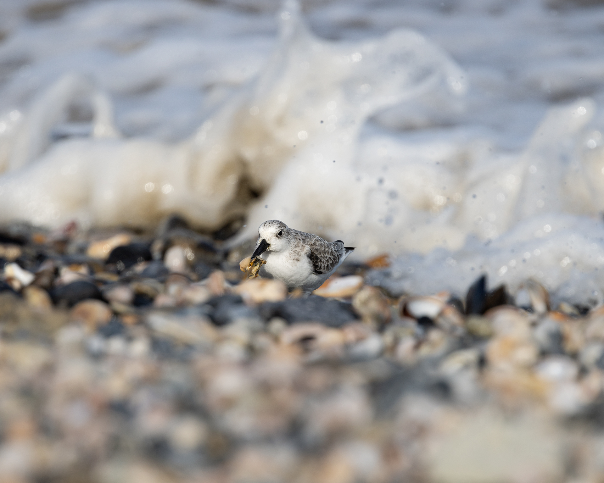 Sanderling