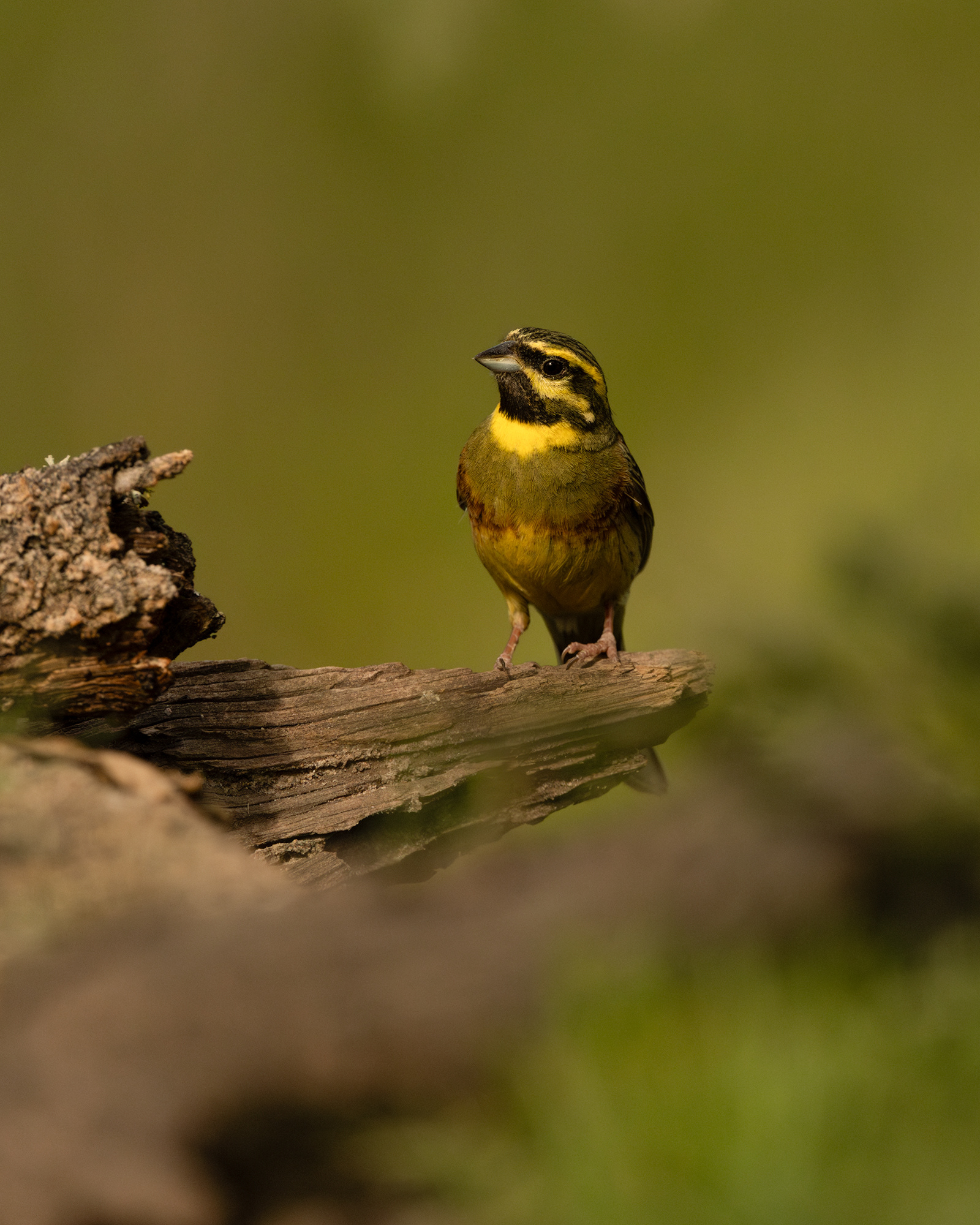 Cirl Bunting