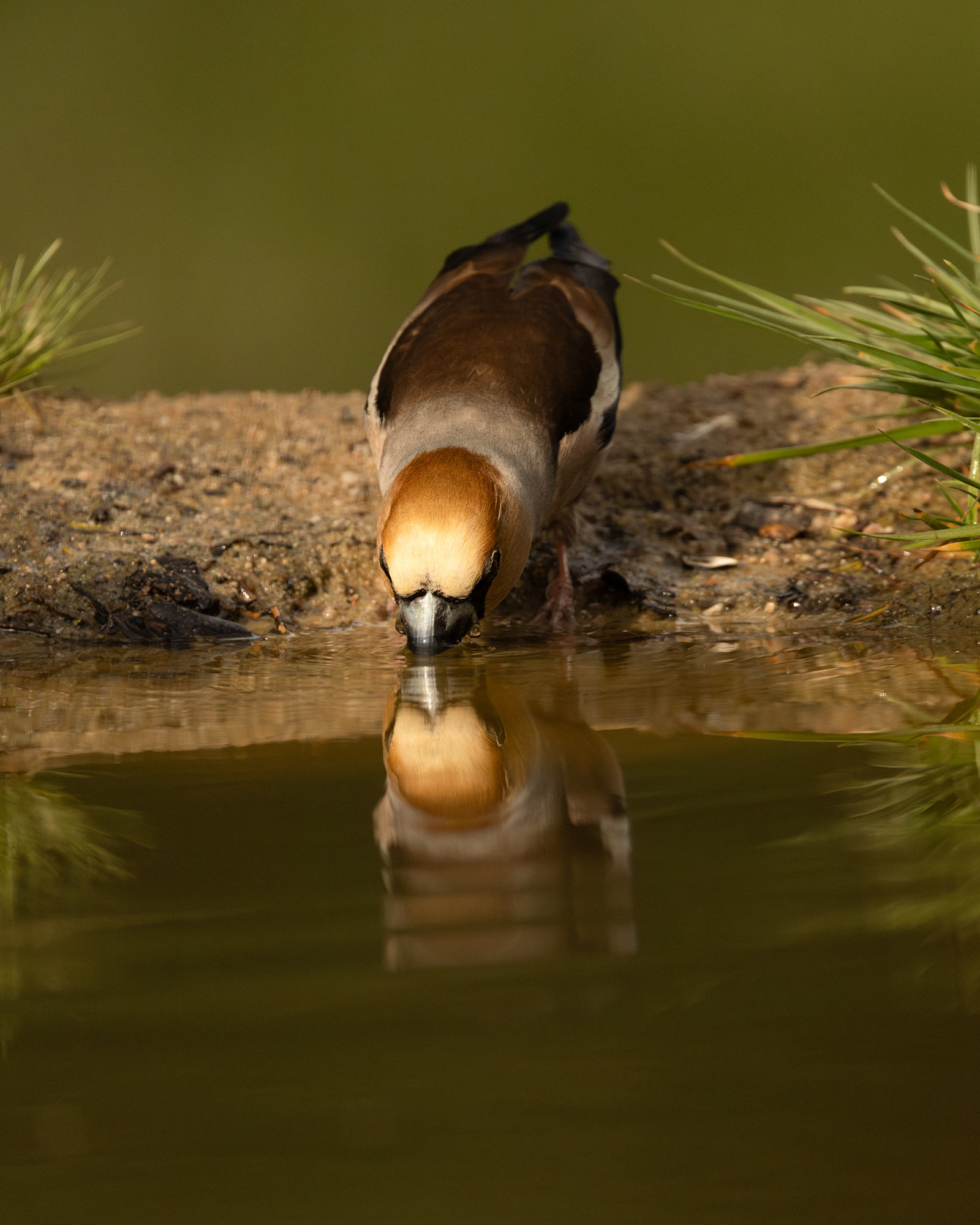 Hawfinch