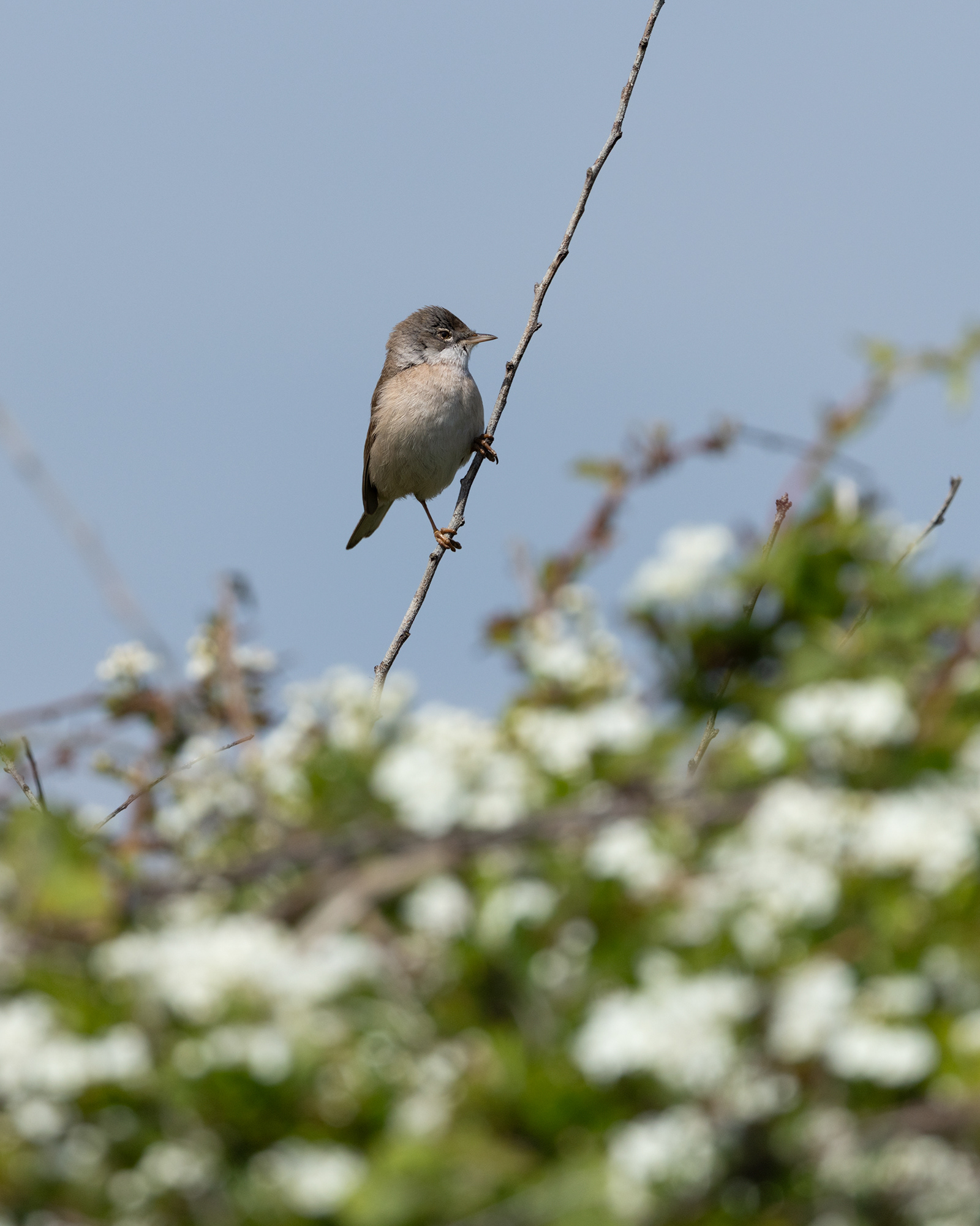Whitethroat