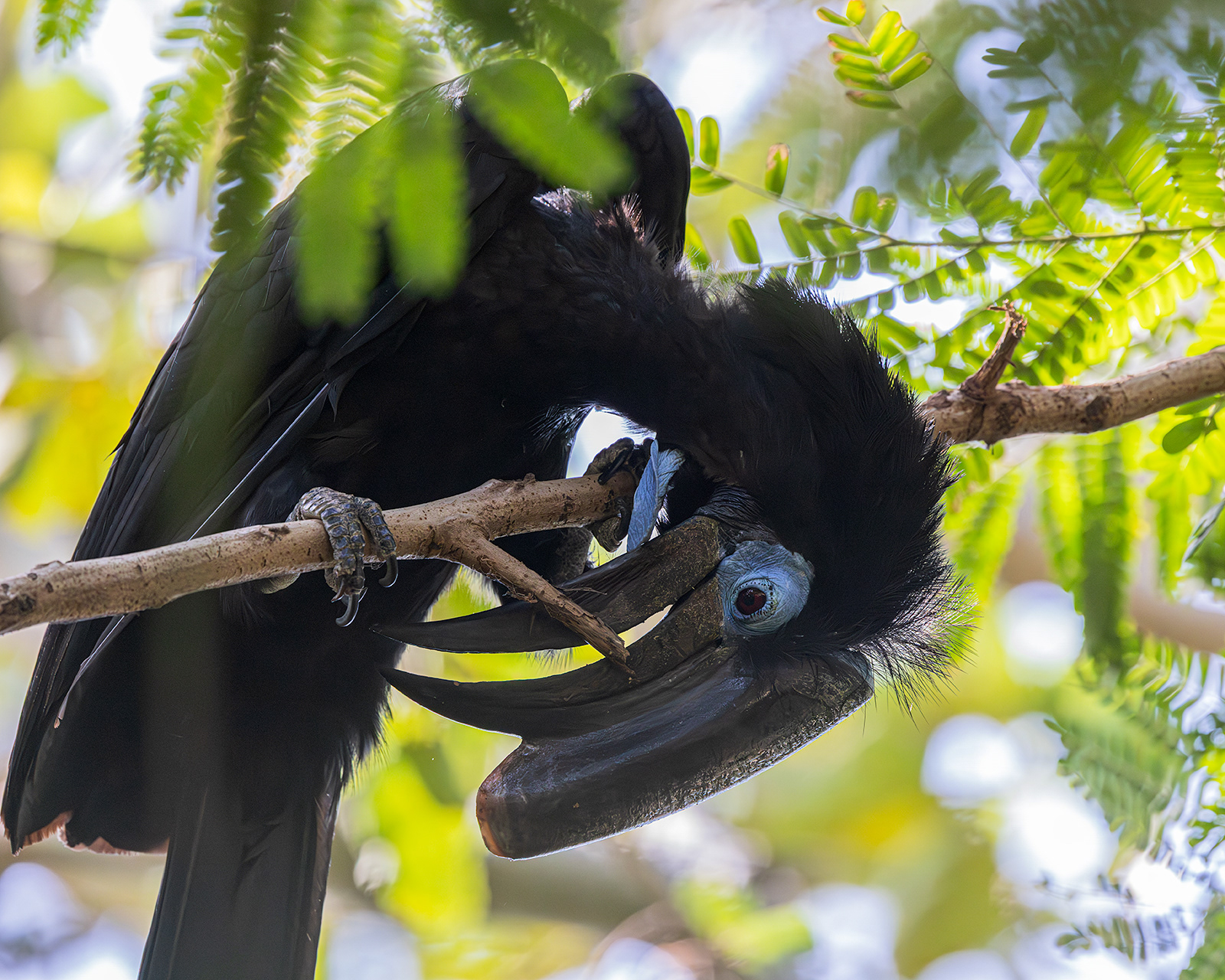 Black-casqued Hornbill