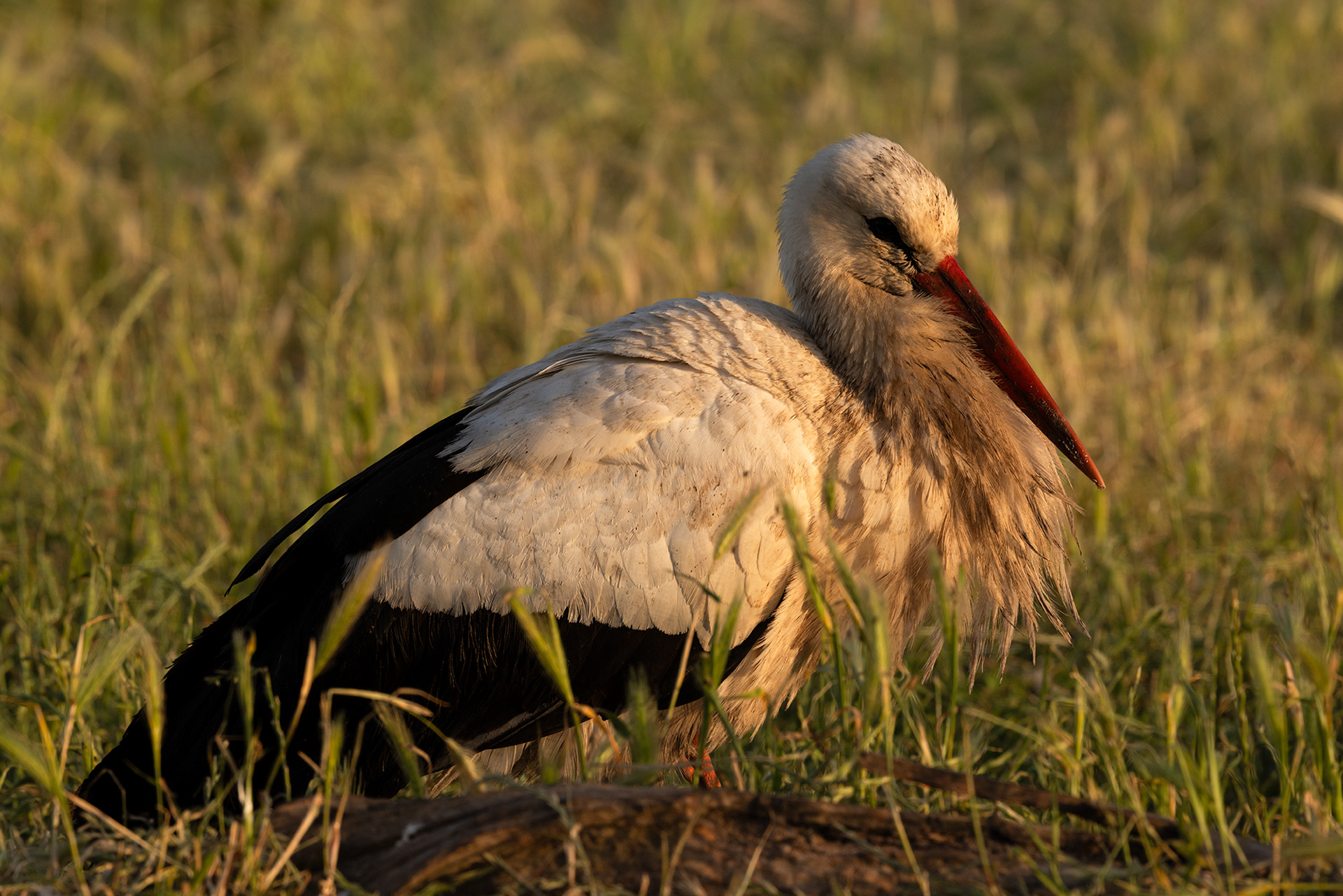 White Stork