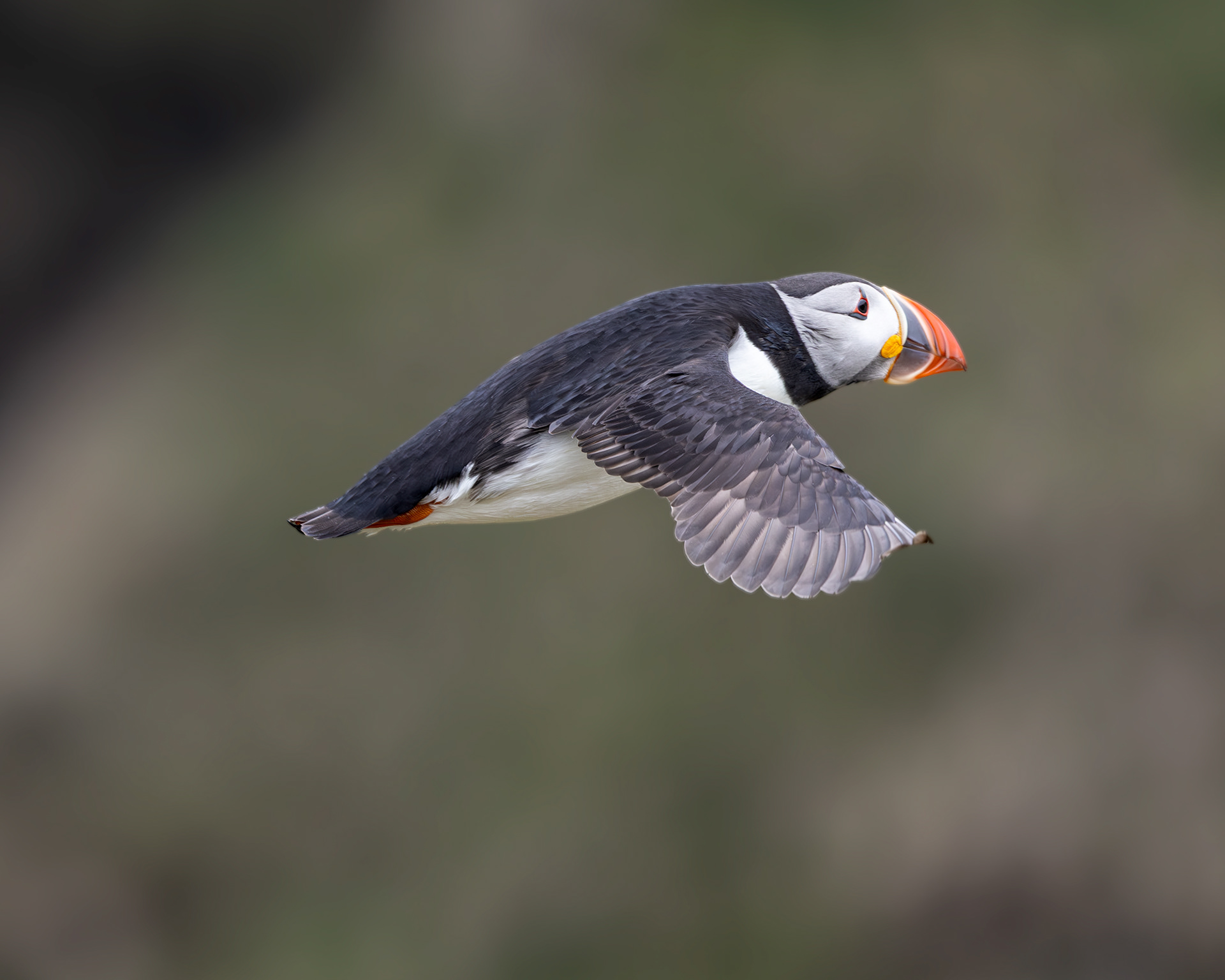 Atlantic Puffin