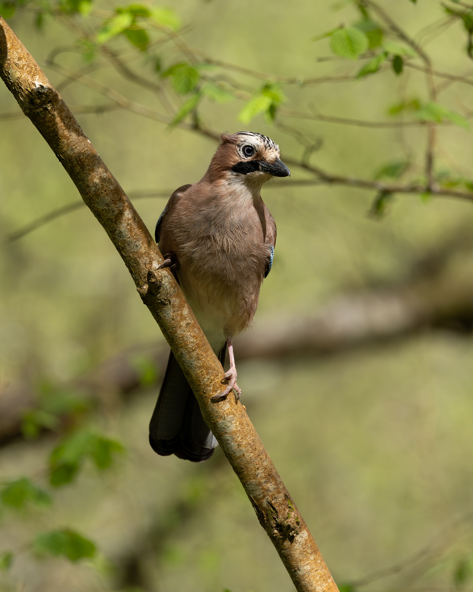 Eurasian Jay