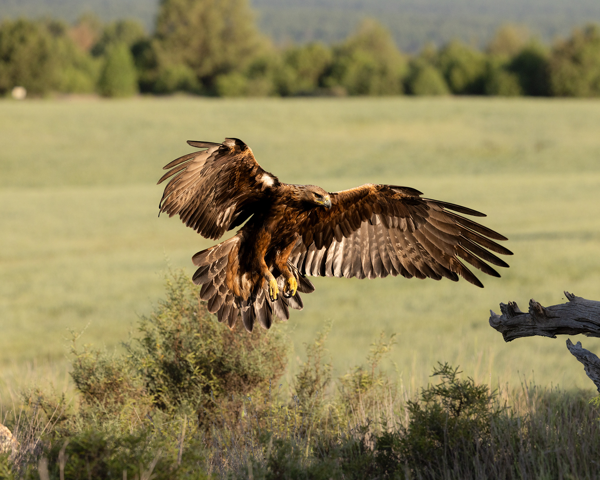 Golden Eagle