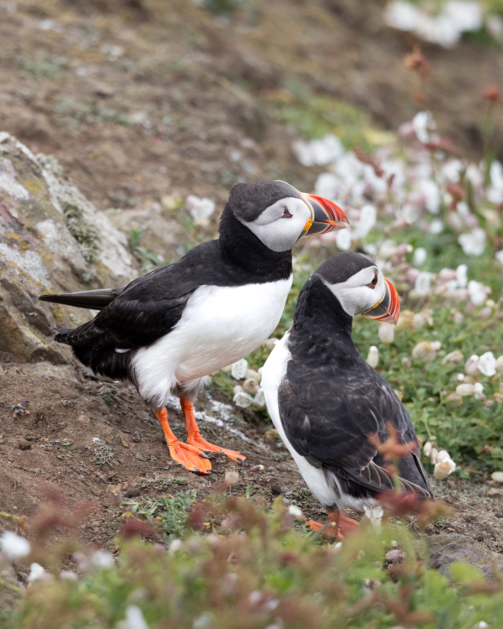 Atlantic Puffin