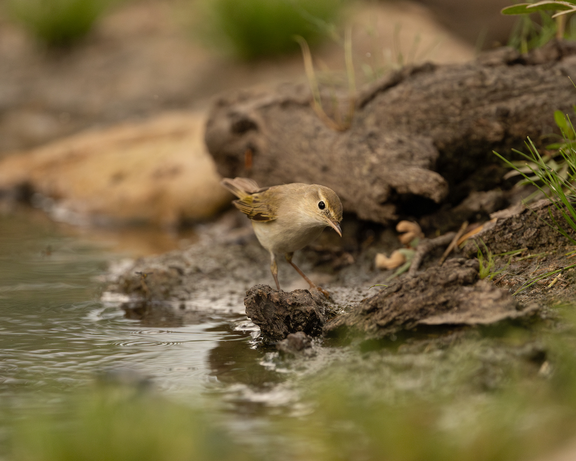 Western Bonelli's Warbler