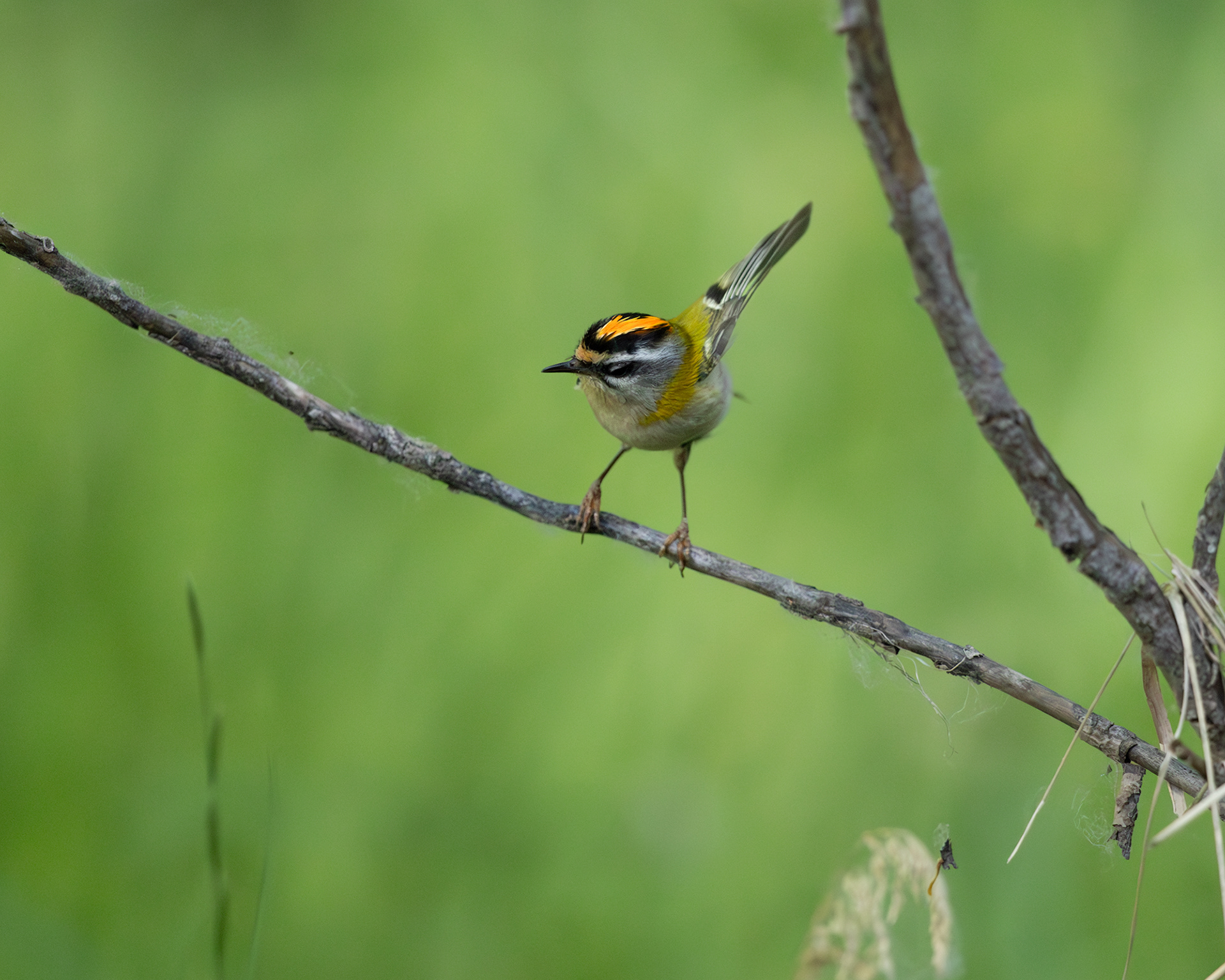 Firecrest