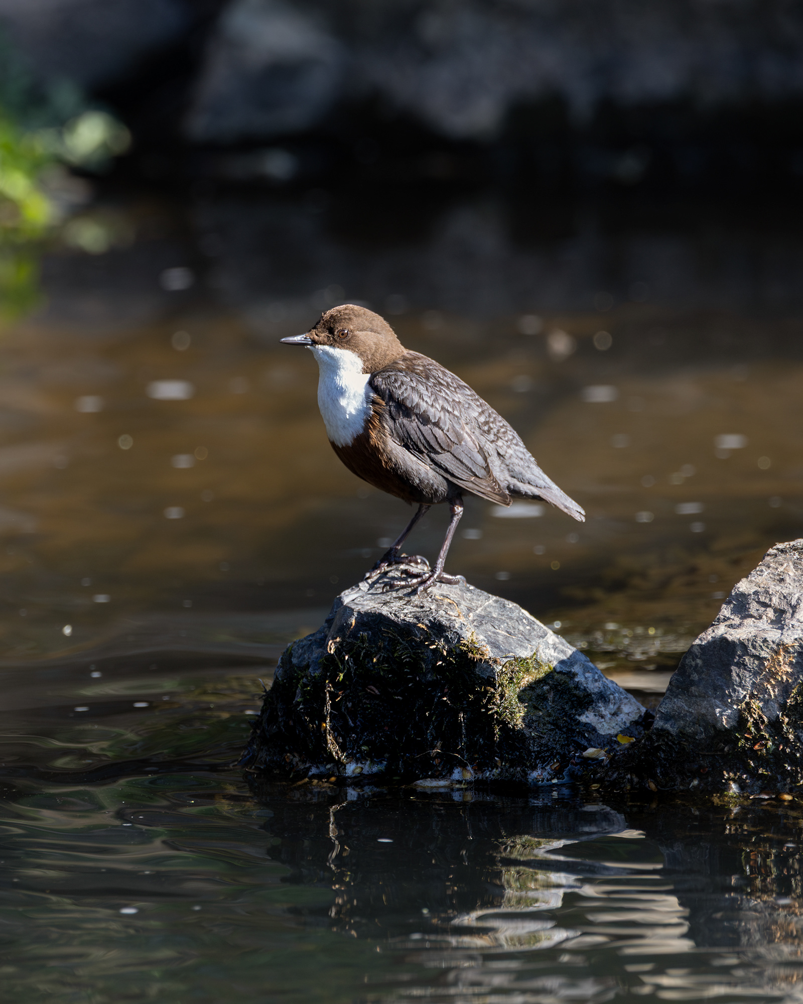 Dipper