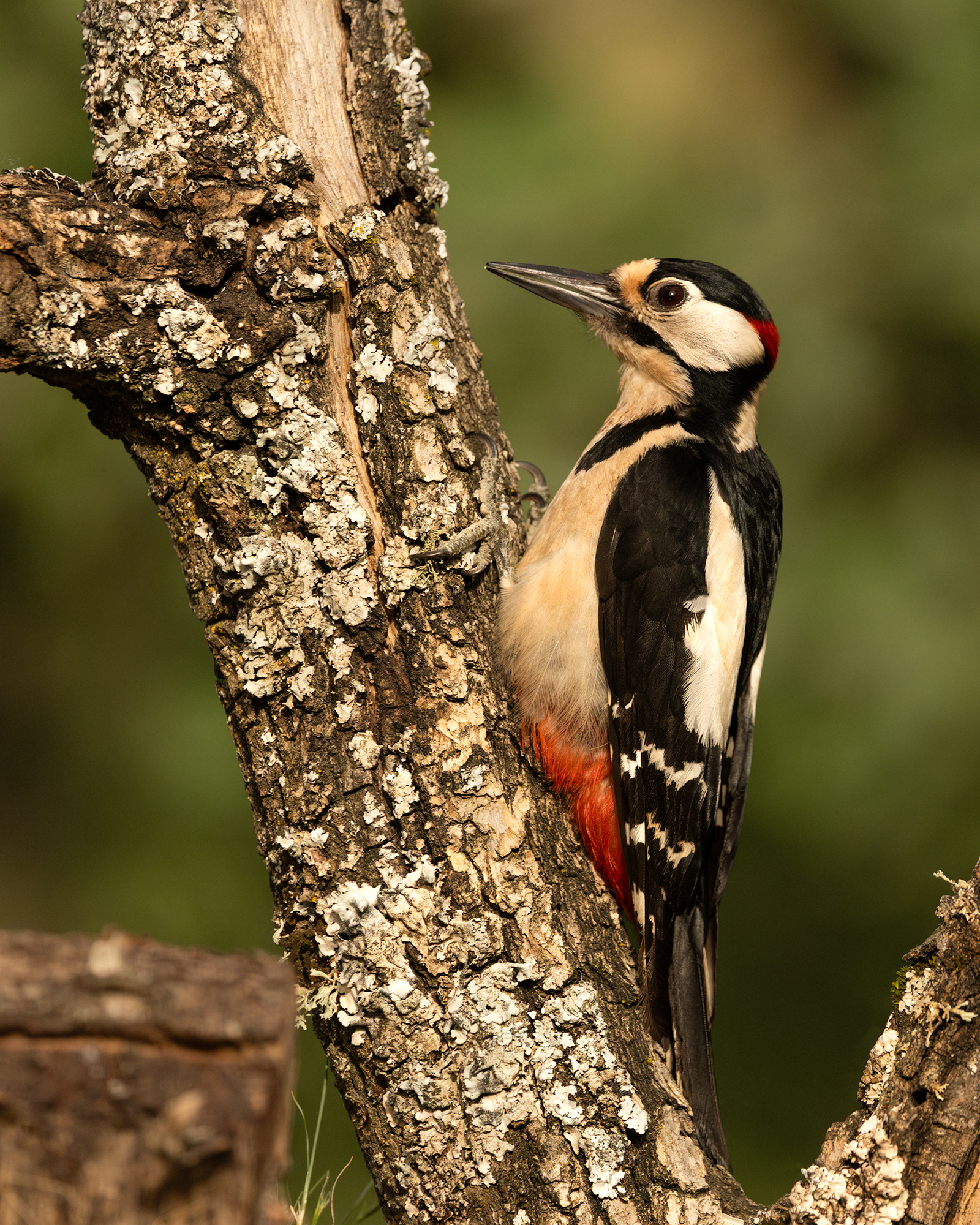Great Spotted Woodpecker
