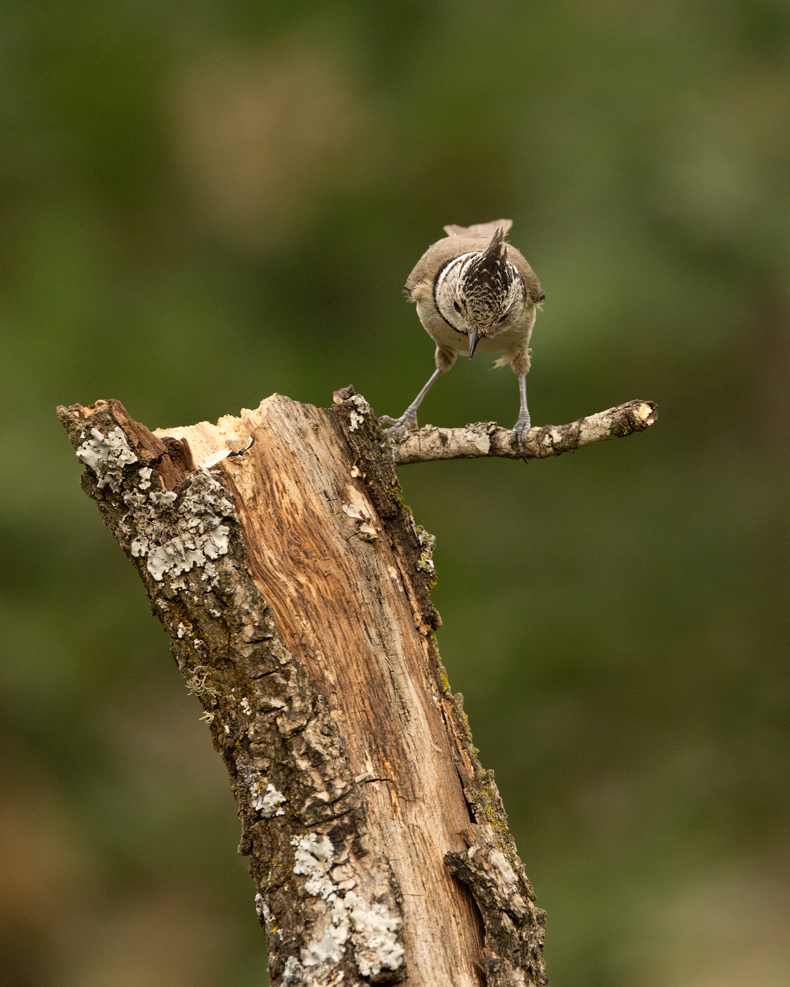 Crested Tit