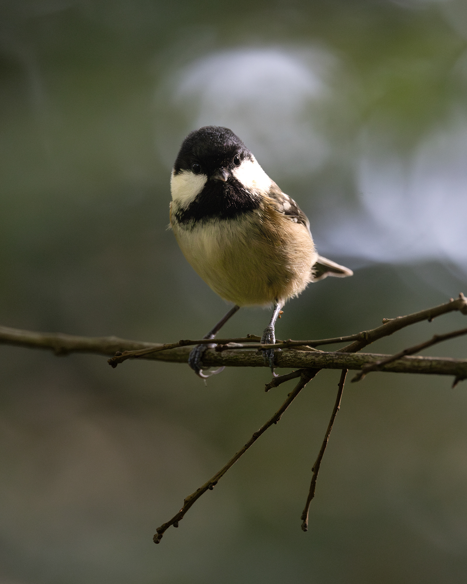Coal Tit