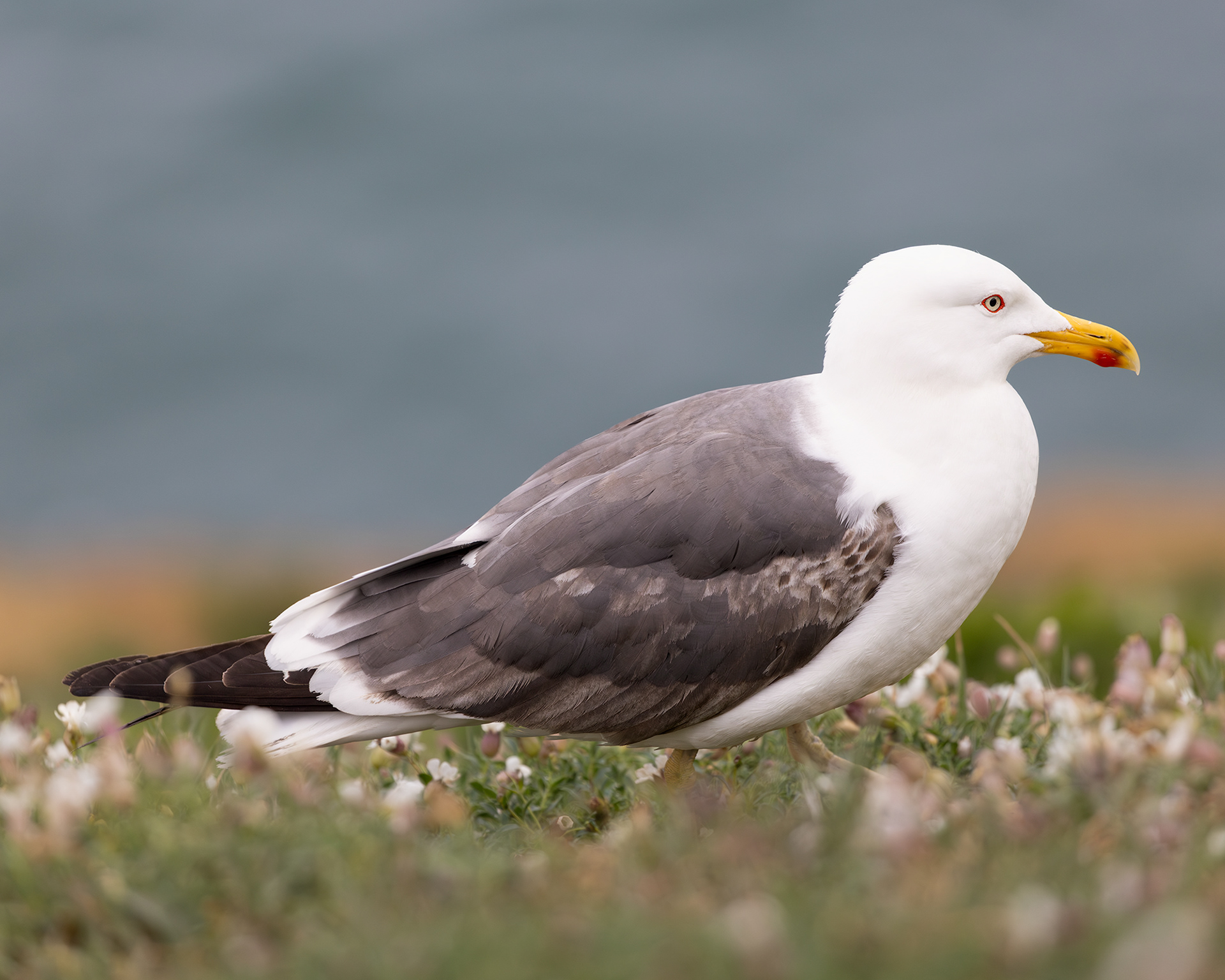 Lesser Black-backed Gull