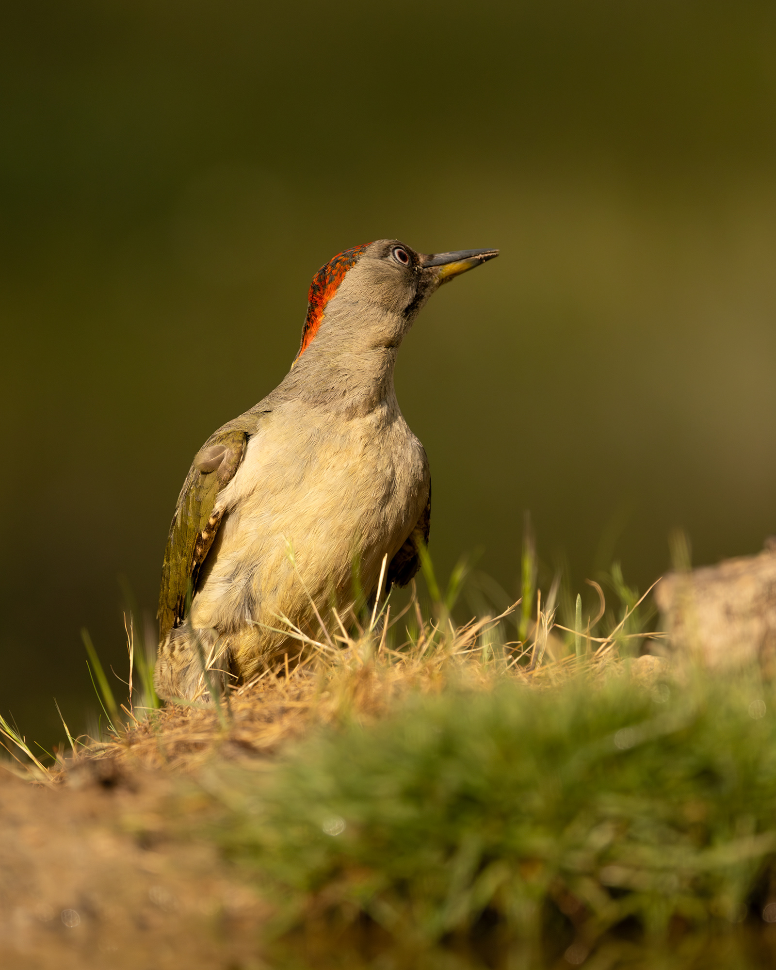 Iberian Green Woodpecker