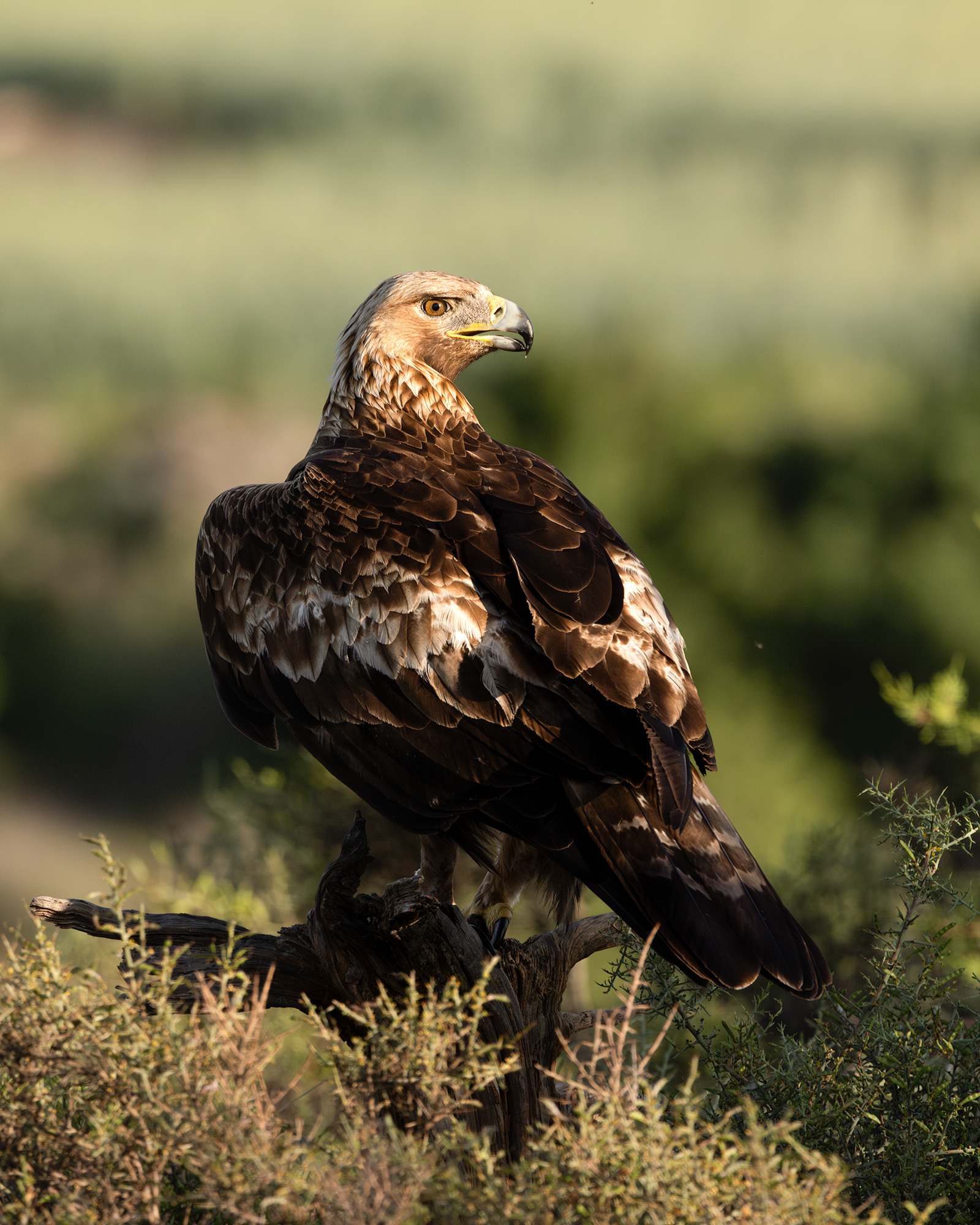 Golden Eagle