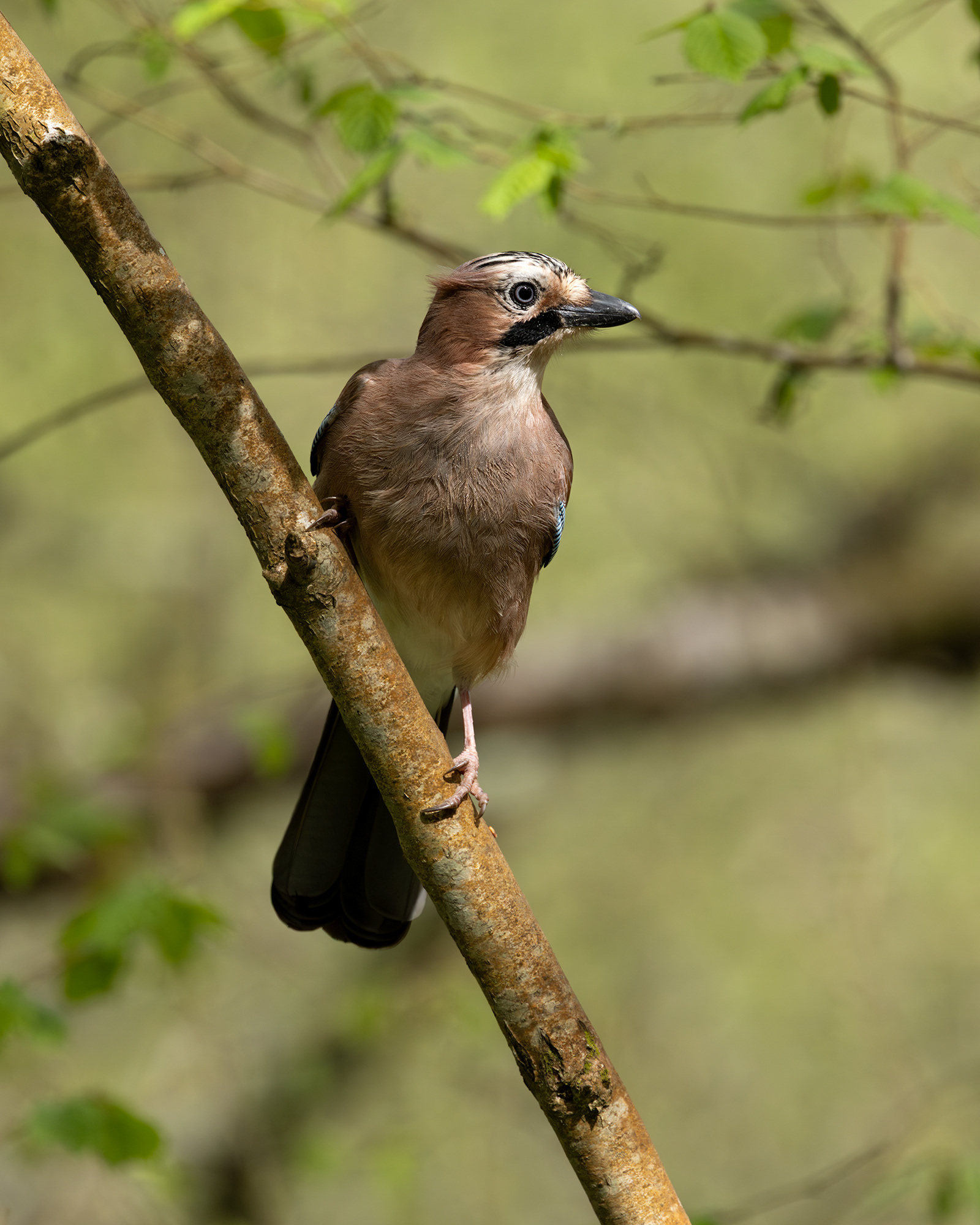 Eurasian Jay