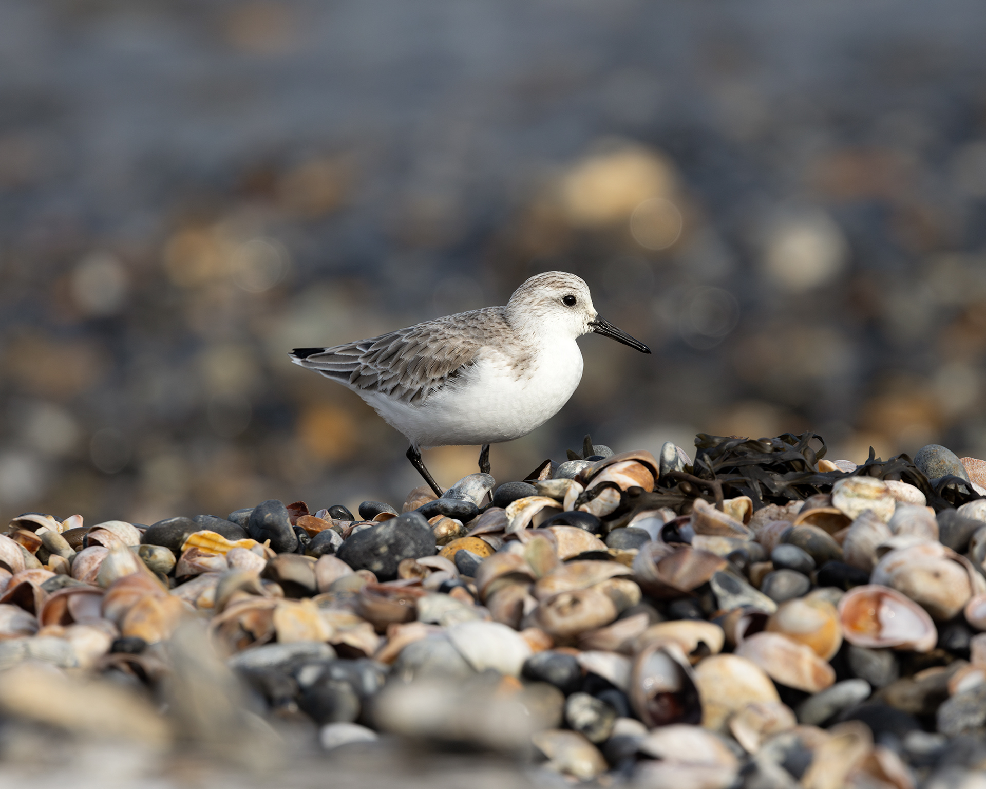 Sanderling