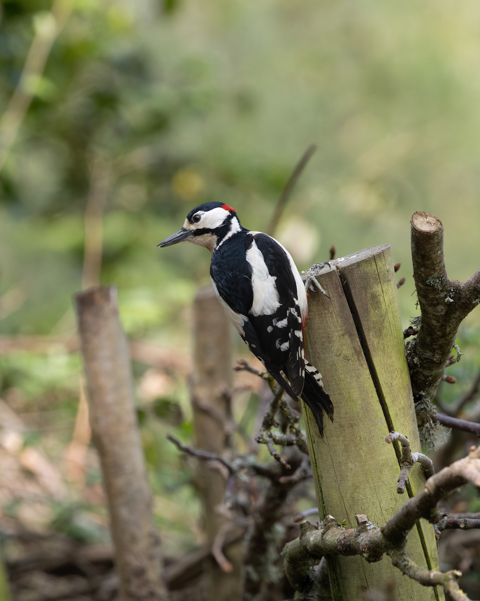 Great Spotted Woodpecker