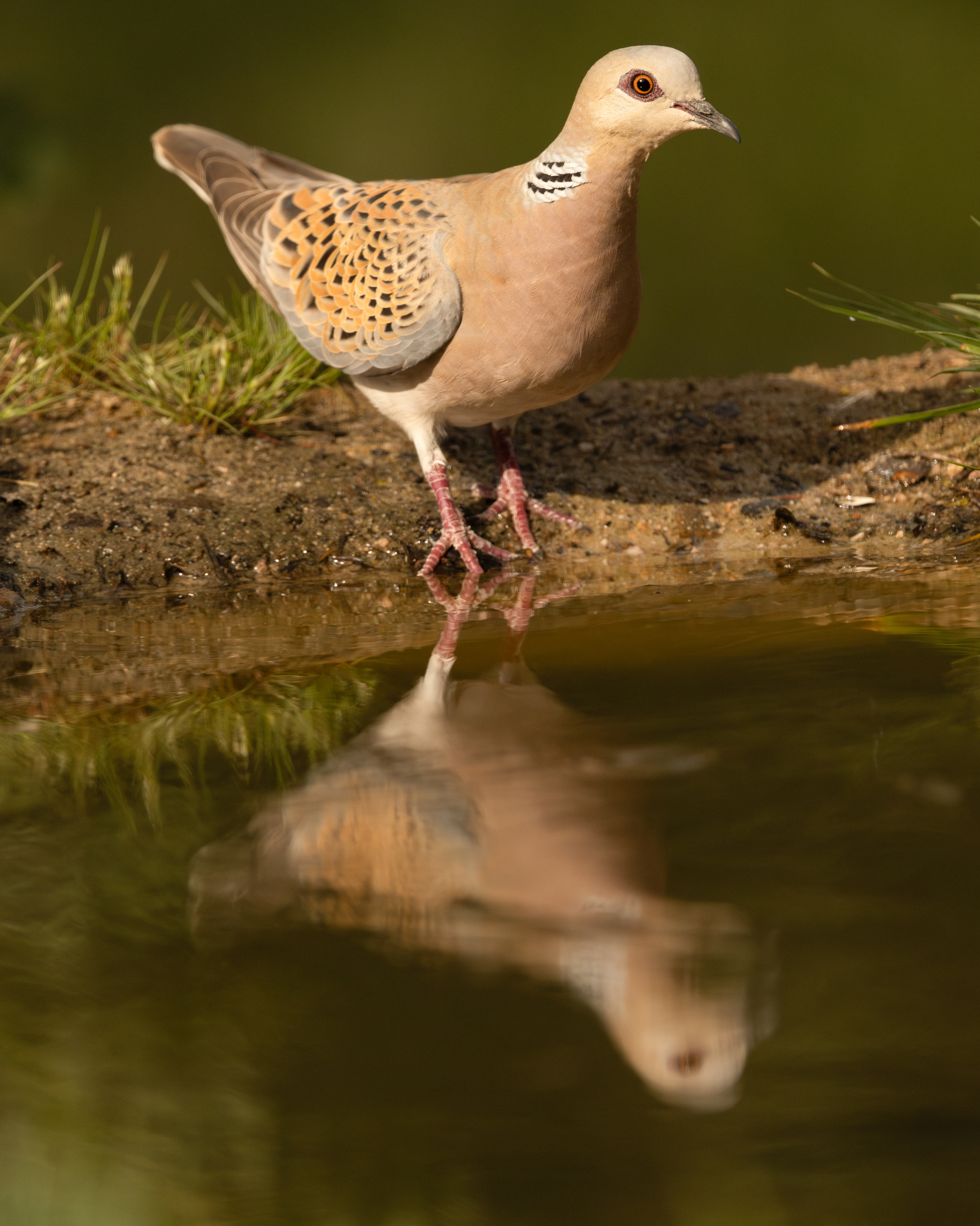 Turtle Dove