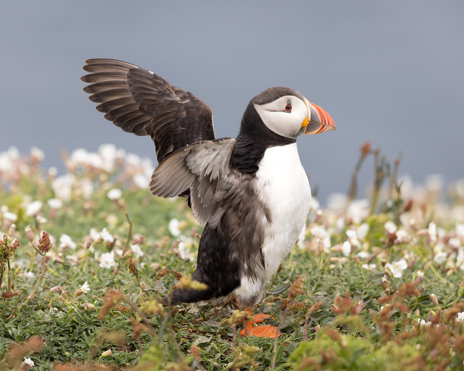 Atlantic Puffin