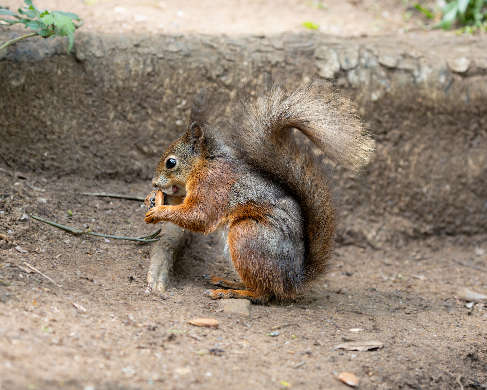 Red Squirrel