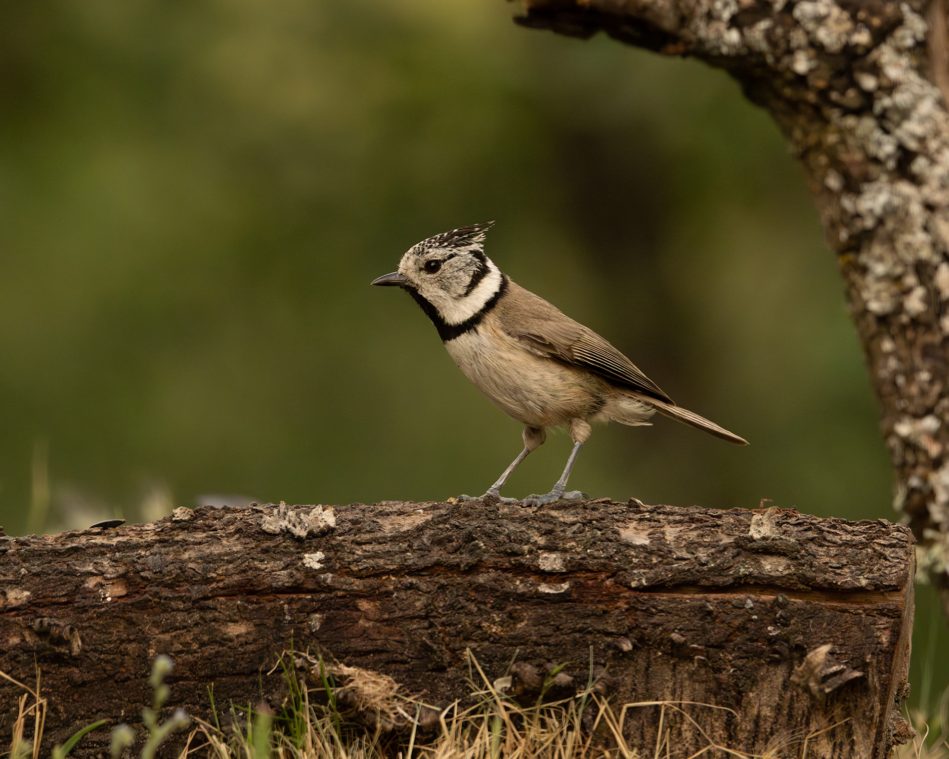 Crested Tit