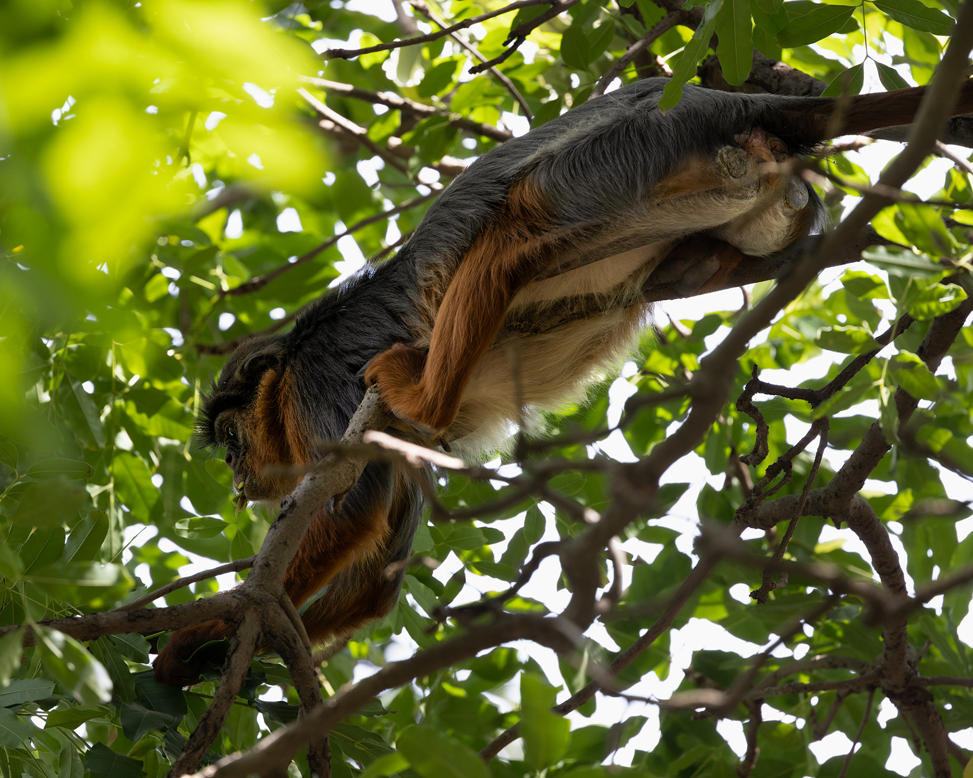 Red Colobus Monkey